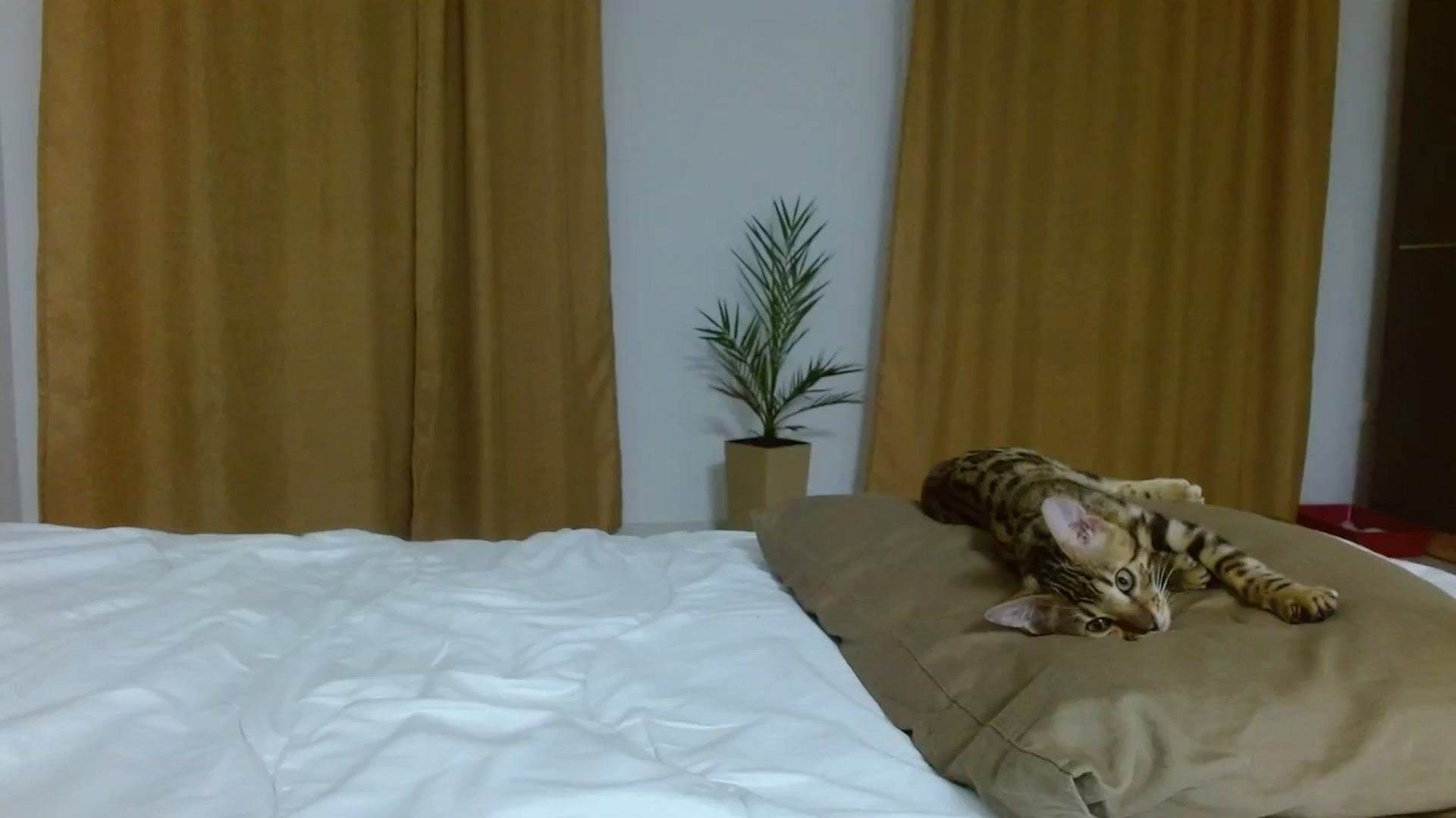 Gallery image thumbnail from UGLYGIRL_'s myfreecams stream on, 09/30/2023, 19:36 image 6 of 20