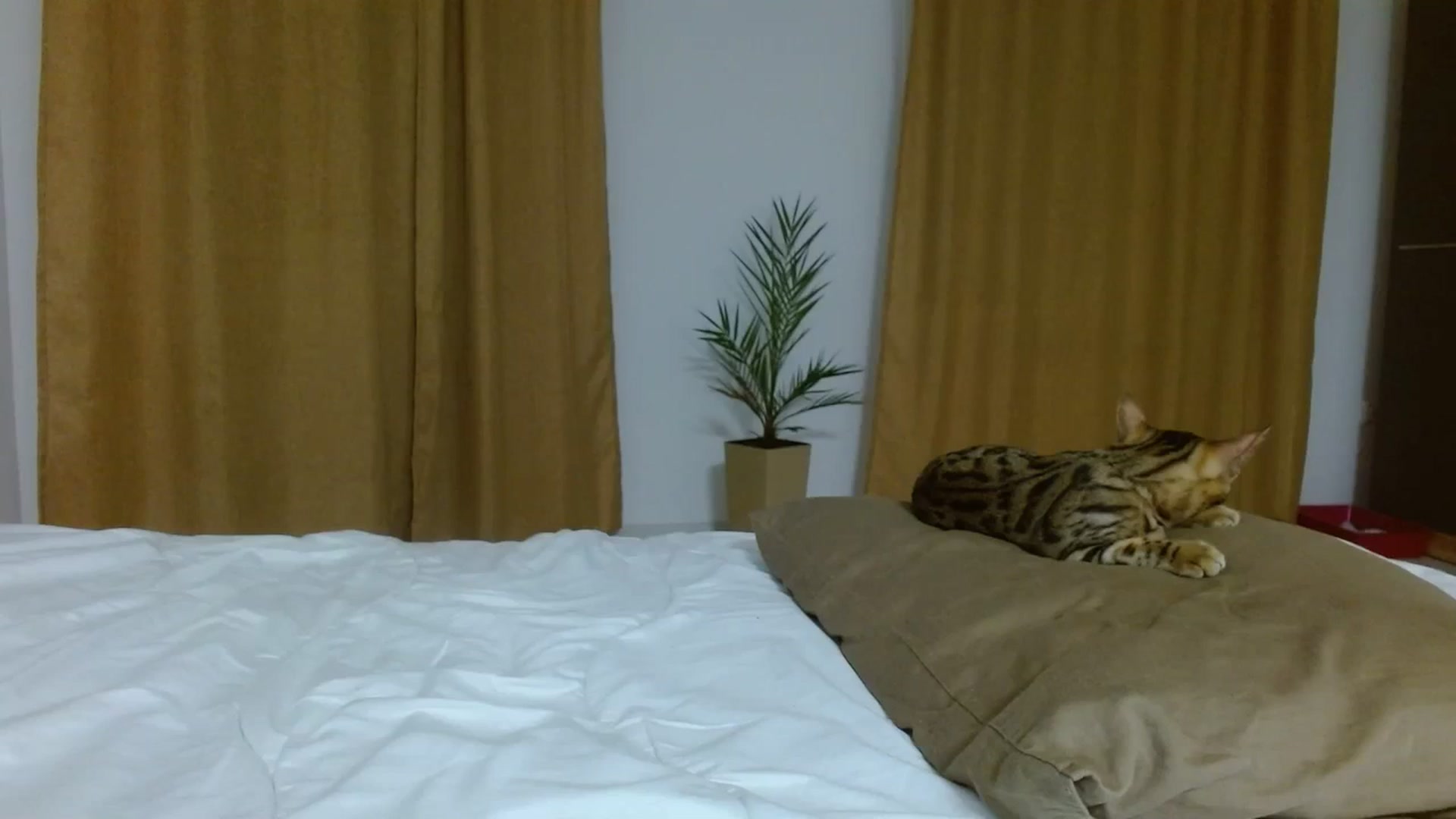 Gallery image thumbnail from UGLYGIRL_'s myfreecams stream on, 09/30/2023, 19:36 image 8 of 20