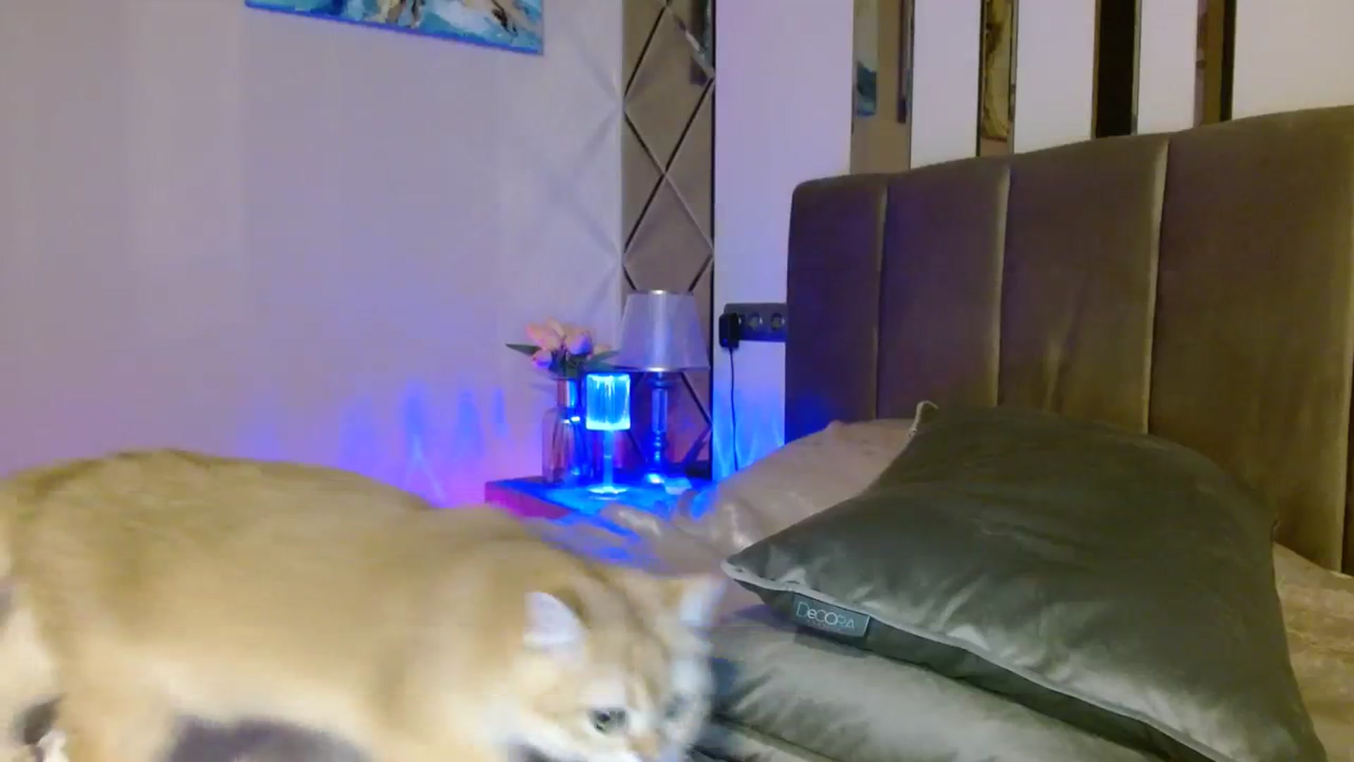 Gallery image thumbnail from UGLYGIRL_'s myfreecams stream on, 12/11/2023, 07:49 image 20 of 20