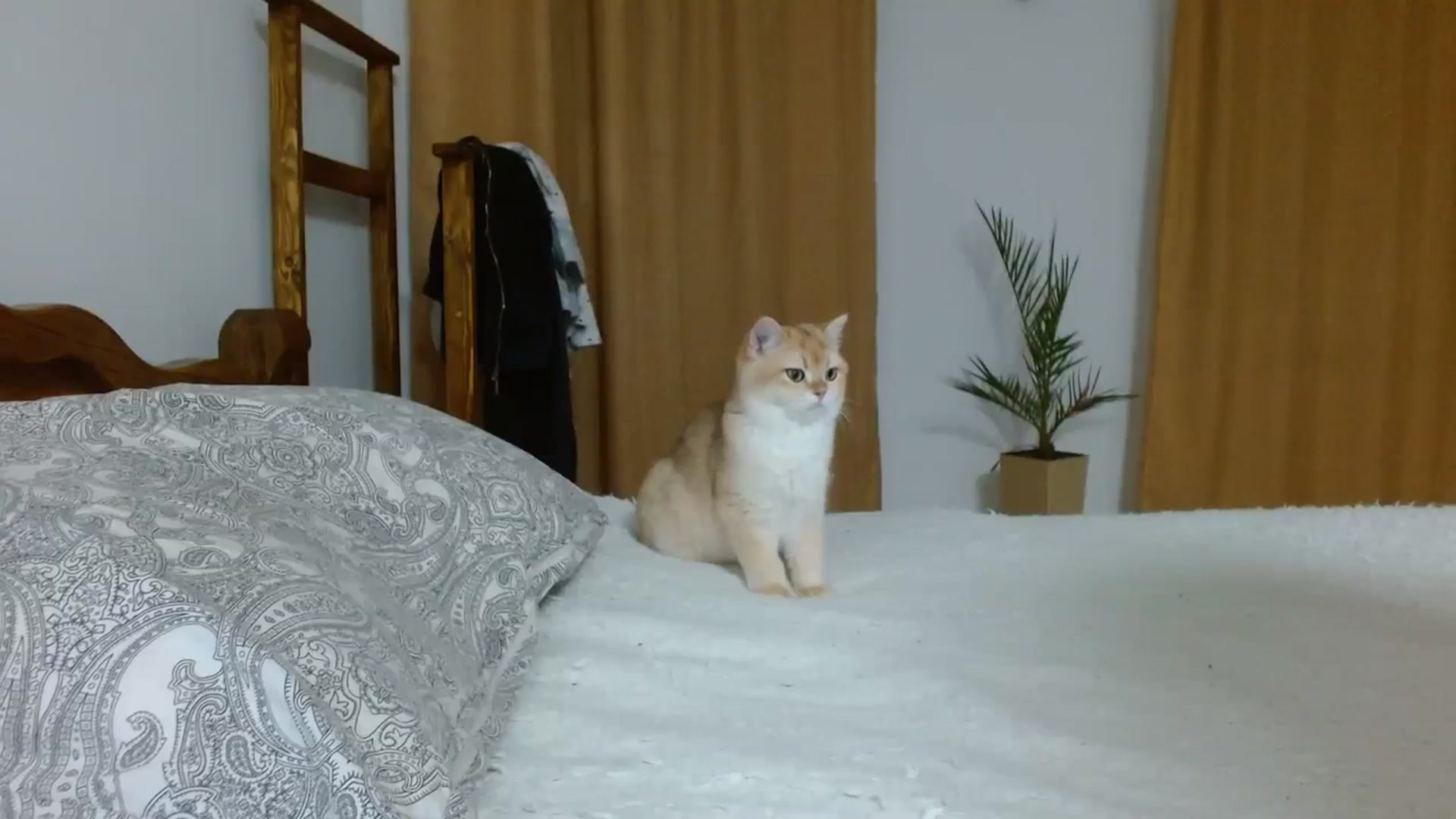 Gallery image thumbnail from UGLYGIRL_'s myfreecams stream on, 12/30/2023, 17:52 image 8 of 20
