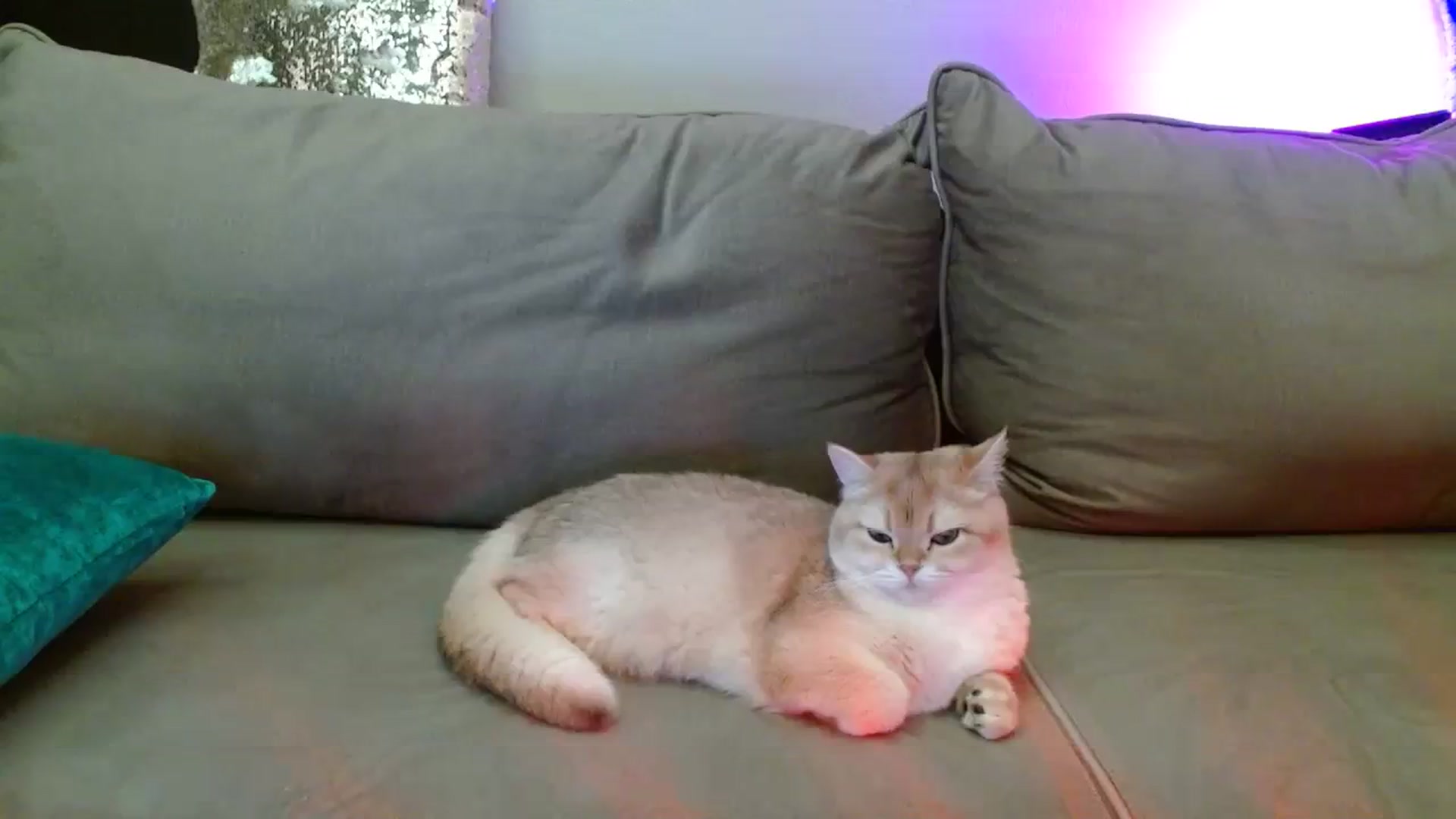 Gallery image thumbnail from UGLYGIRL_'s myfreecams stream on, 02/16/2024, 23:55 image 11 of 20