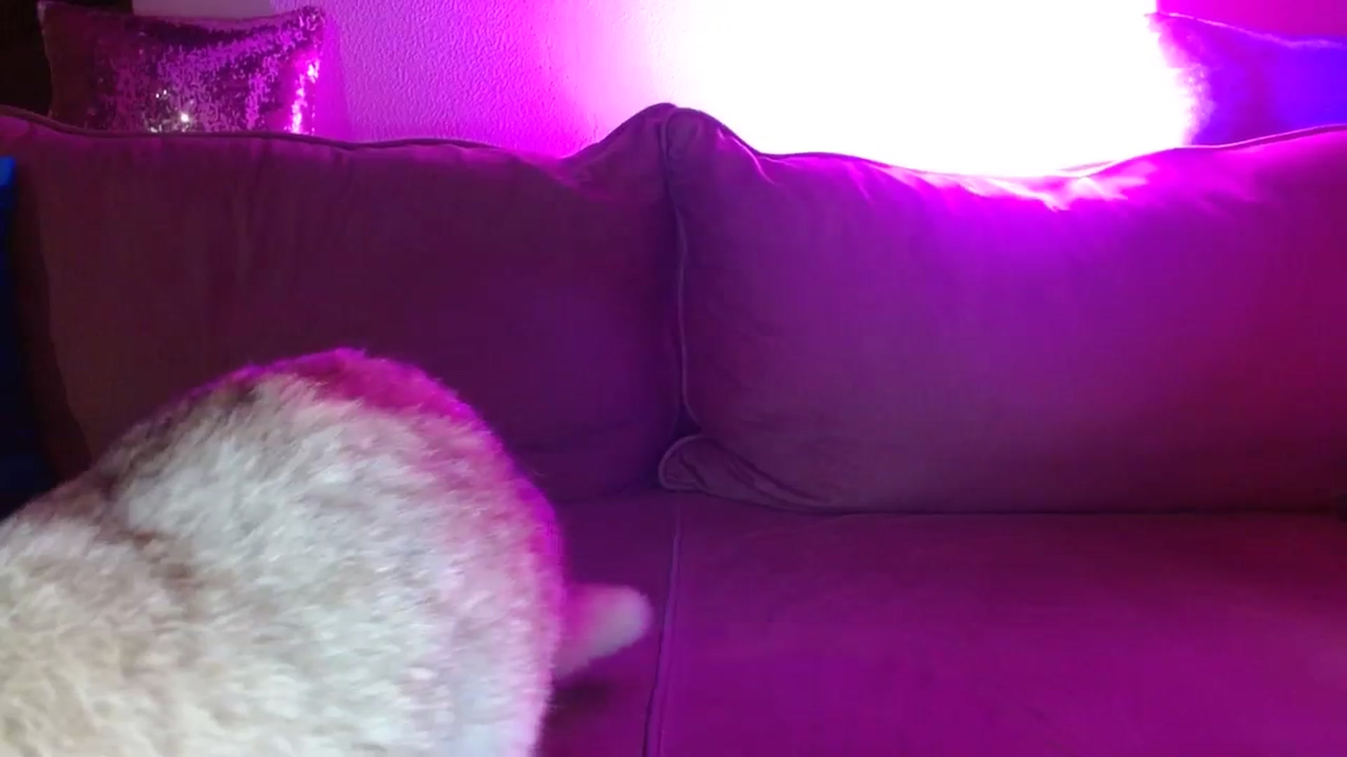 Gallery image thumbnail from UGLYGIRL_'s myfreecams stream on, 02/20/2024, 19:09 image 2 of 20