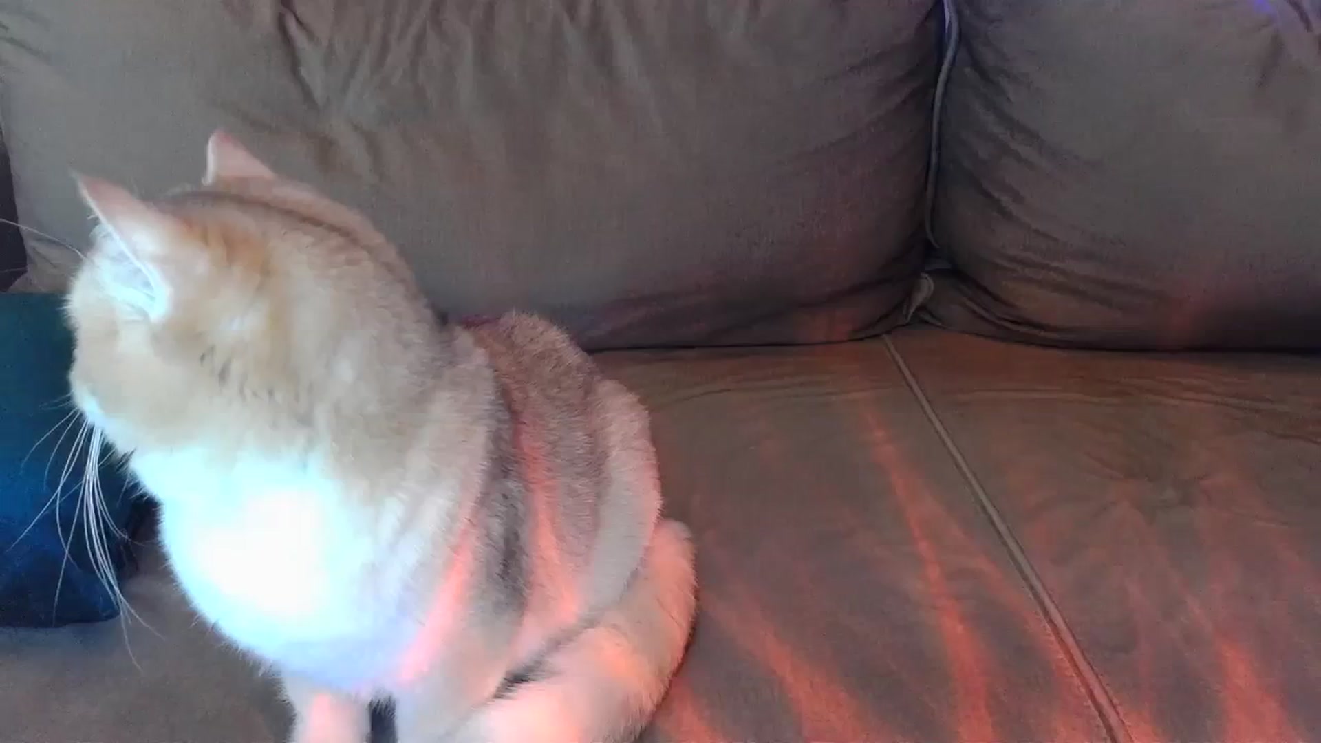 Gallery image thumbnail from UGLYGIRL_'s myfreecams stream on, 03/29/2024, 05:43 image 19 of 20