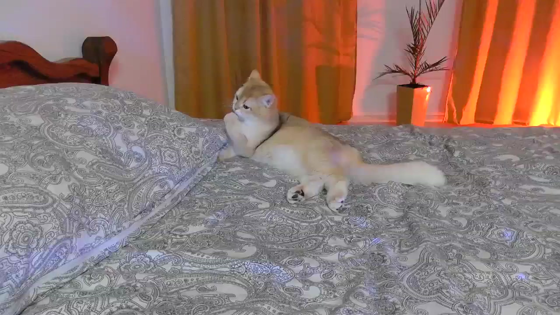 Gallery image thumbnail from UGLYGIRL_'s myfreecams stream on, 04/04/2024, 20:14 image 14 of 20