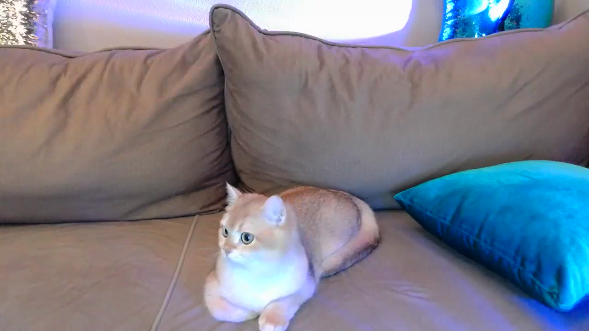 Gallery image thumbnail from UGLYGIRL_'s myfreecams stream on, 04/24/2024, 24:01 image 15 of 20
