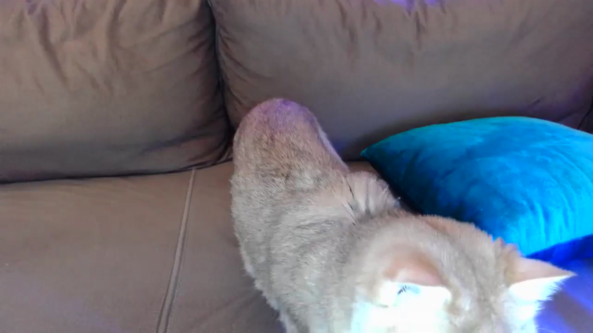 Gallery image thumbnail from UGLYGIRL_'s myfreecams stream on, 04/24/2024, 06:14 image 6 of 20
