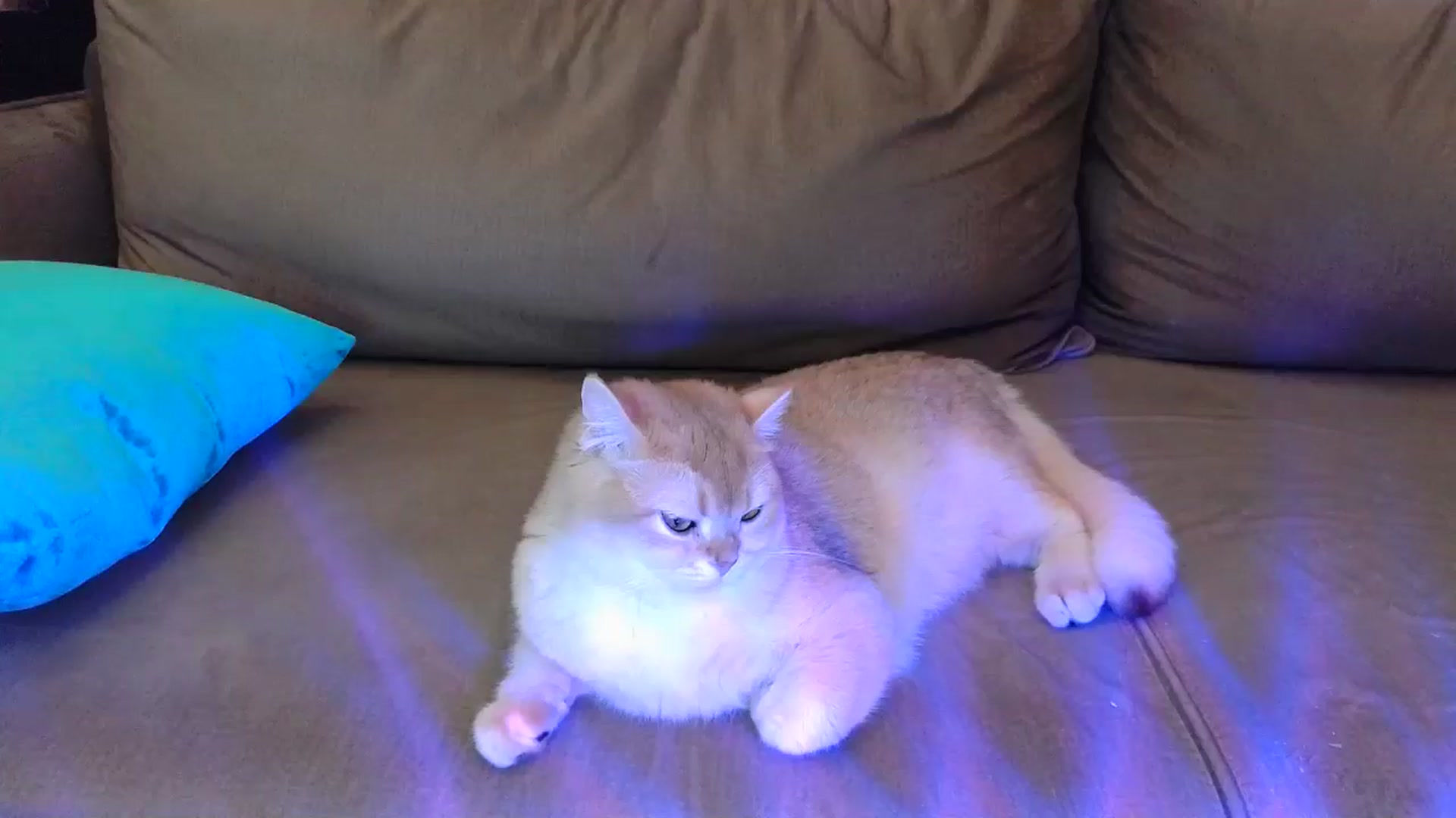 Gallery image thumbnail from UGLYGIRL_'s myfreecams stream on, 04/25/2024, 22:00 image 15 of 20