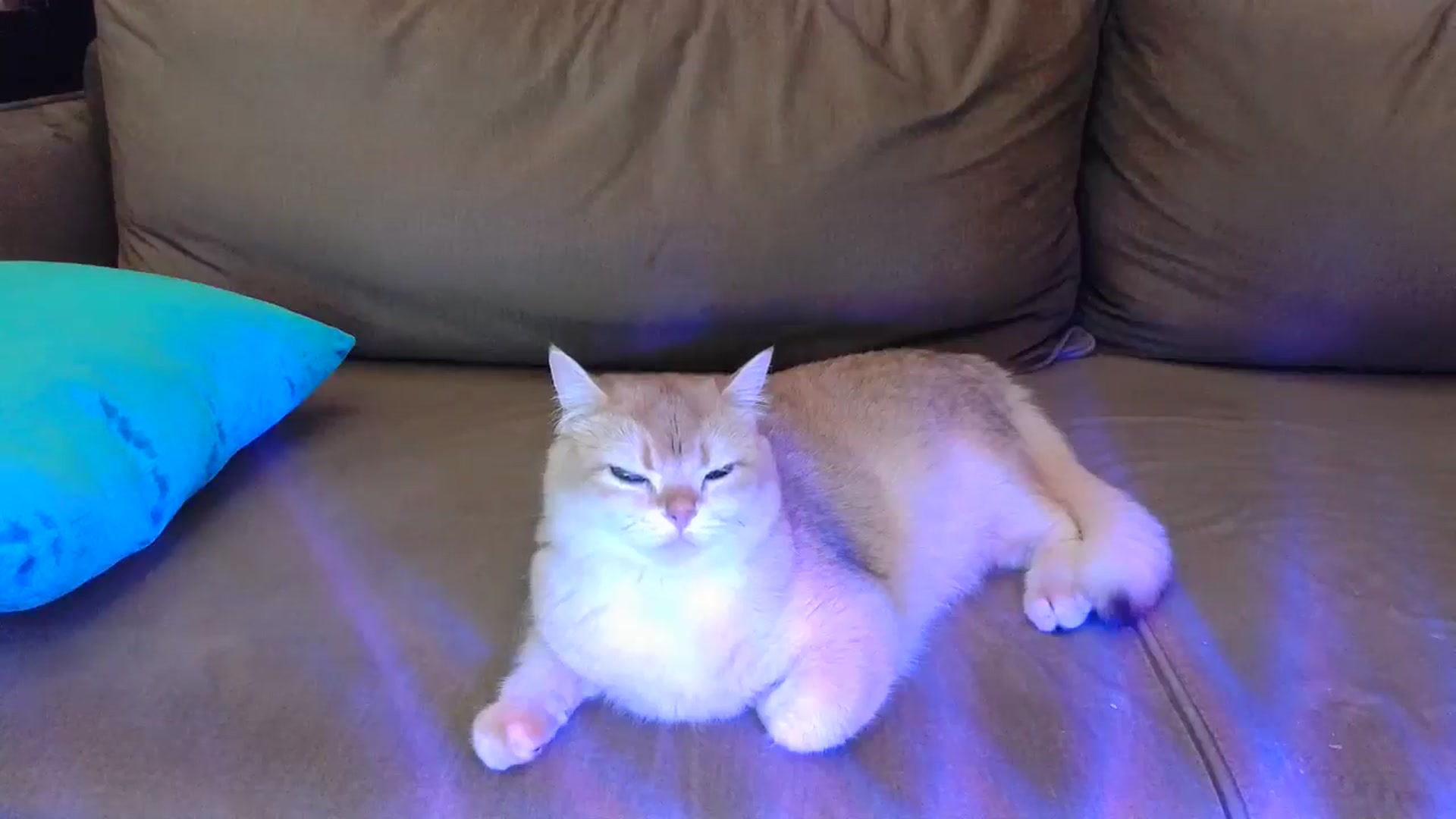Gallery image thumbnail from UGLYGIRL_'s myfreecams stream on, 04/25/2024, 22:00 image 14 of 20