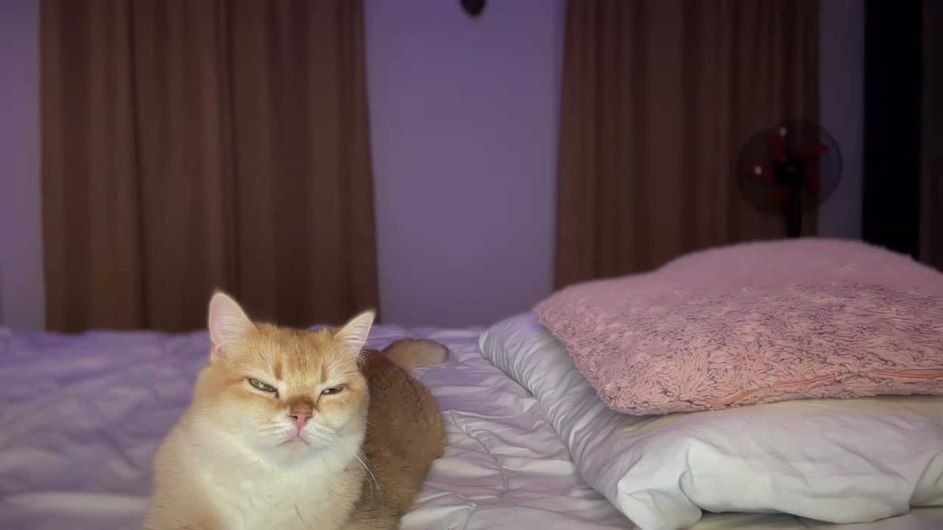 Gallery image thumbnail from UGLYGIRL_'s myfreecams stream on, 09/04/2024, 19:15 image 7 of 20