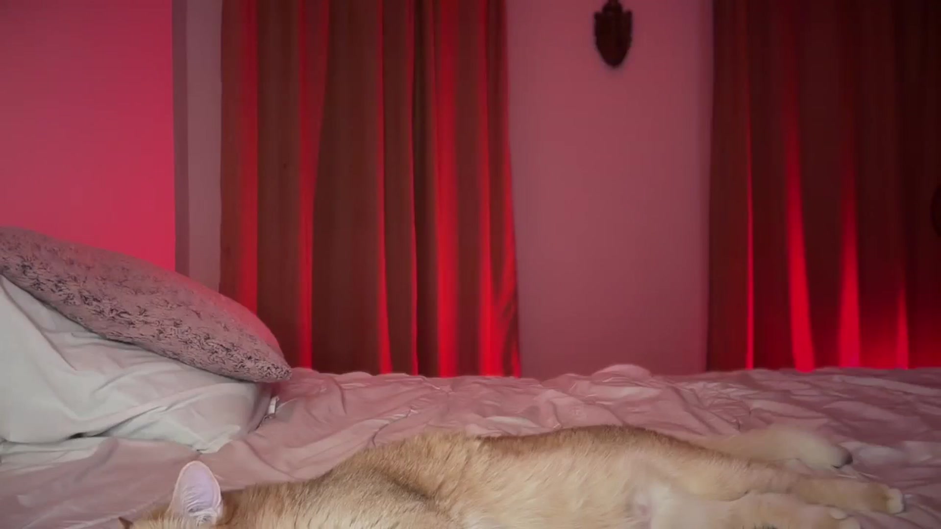 Gallery image thumbnail from UGLYGIRL_'s myfreecams stream on, 09/15/2024, 21:01 image 9 of 20