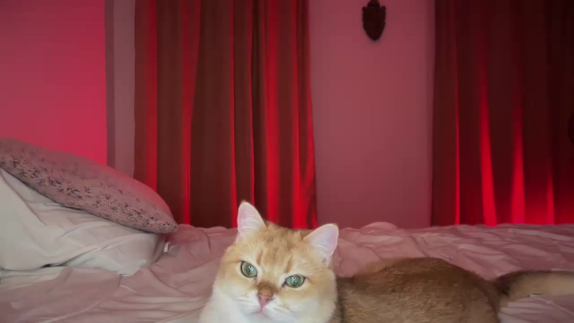 Gallery image thumbnail from UGLYGIRL_'s myfreecams stream on, 09/15/2024, 21:01 image 5 of 20