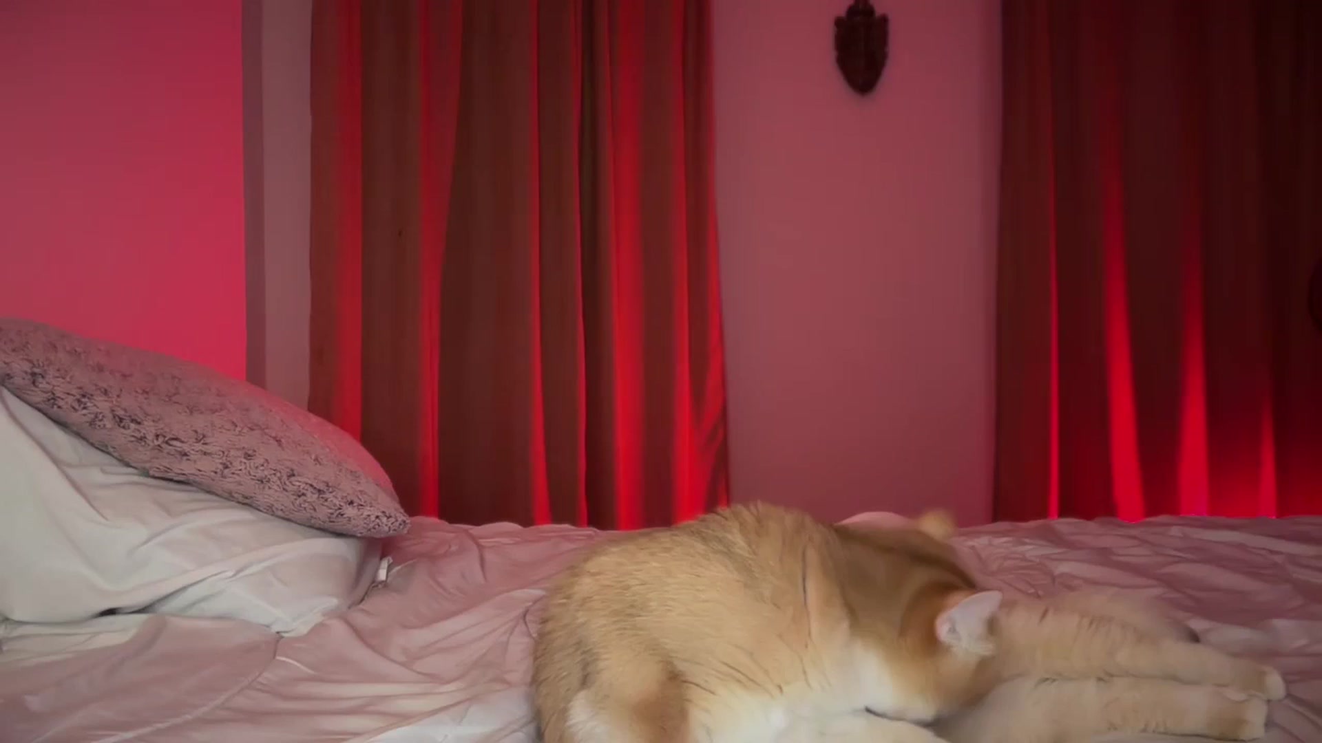 Gallery image thumbnail from UGLYGIRL_'s myfreecams stream on, 09/15/2024, 21:01 image 8 of 20