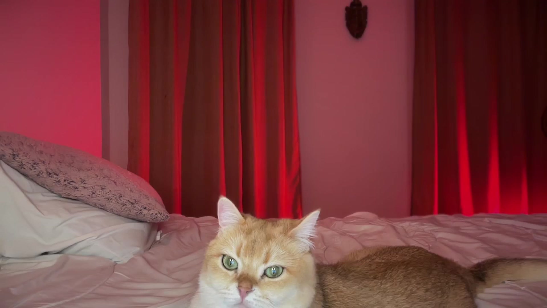 Gallery image thumbnail from UGLYGIRL_'s myfreecams stream on, 09/15/2024, 21:01 image 6 of 20