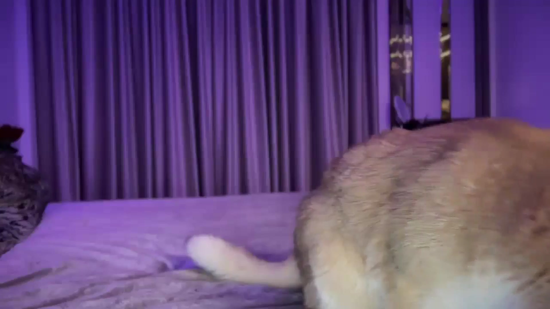 Gallery image thumbnail from UGLYGIRL_'s myfreecams stream on, 10/12/2024, 22:18 image 3 of 20