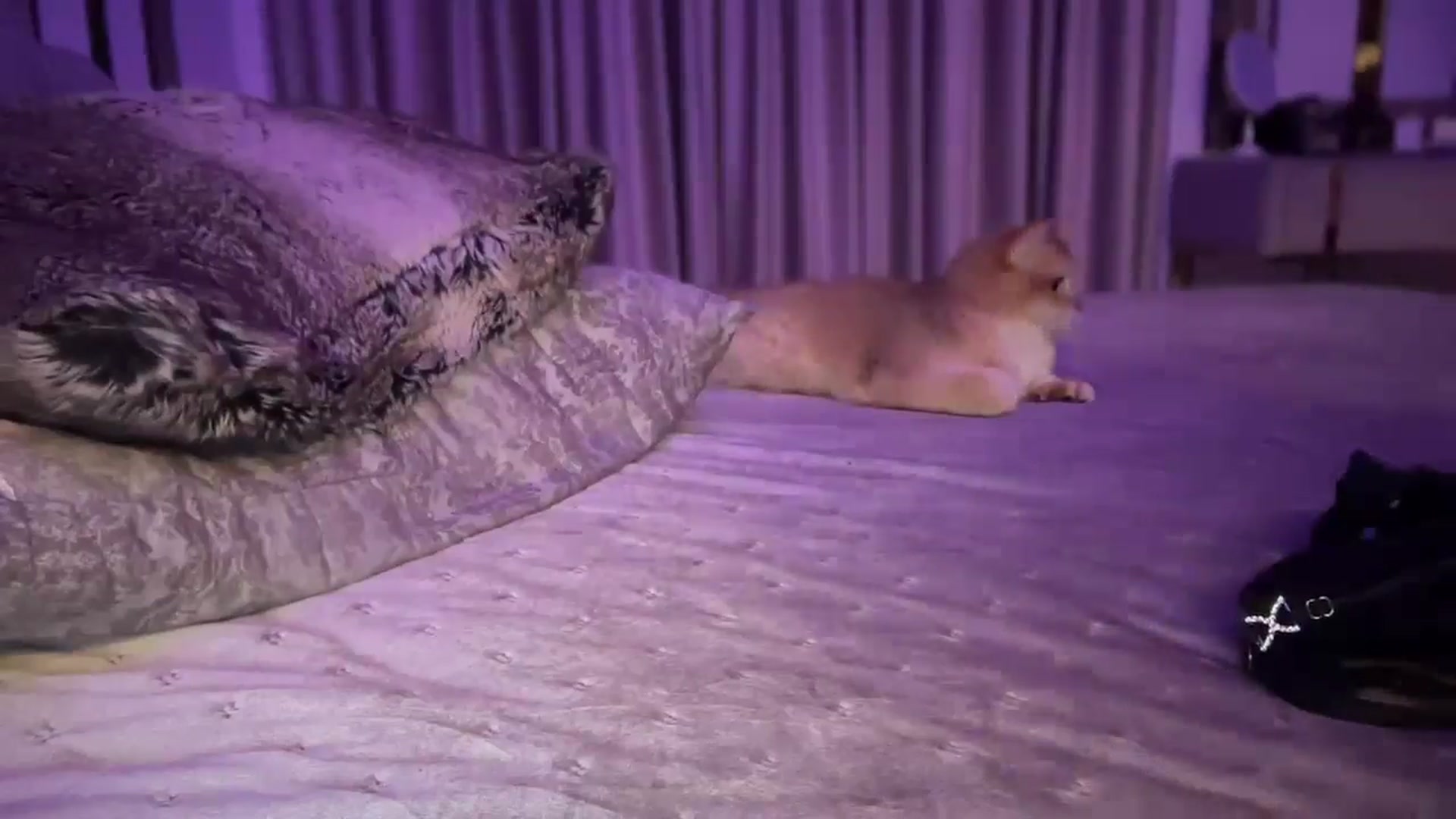 Gallery image thumbnail from UGLYGIRL_'s myfreecams stream on, 10/14/2024, 23:32 image 19 of 20
