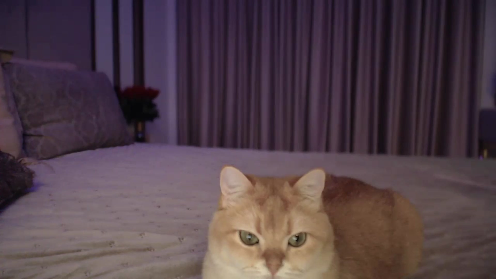 Gallery image thumbnail from UGLYGIRL_'s myfreecams stream on, 10/18/2024, 05:11 image 2 of 20