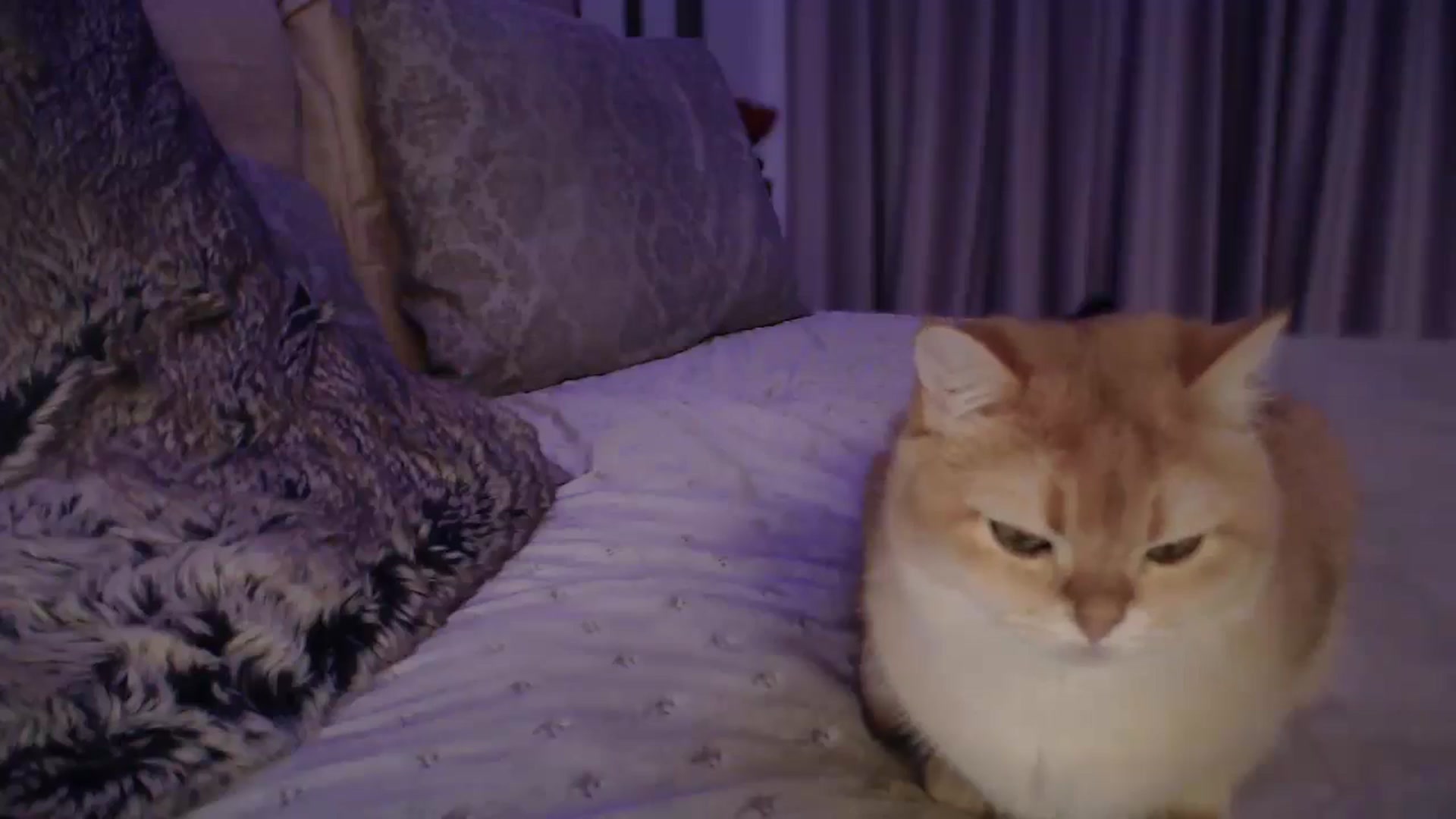 Gallery image thumbnail from UGLYGIRL_'s myfreecams stream on, 10/20/2024, 03:26 image 4 of 20