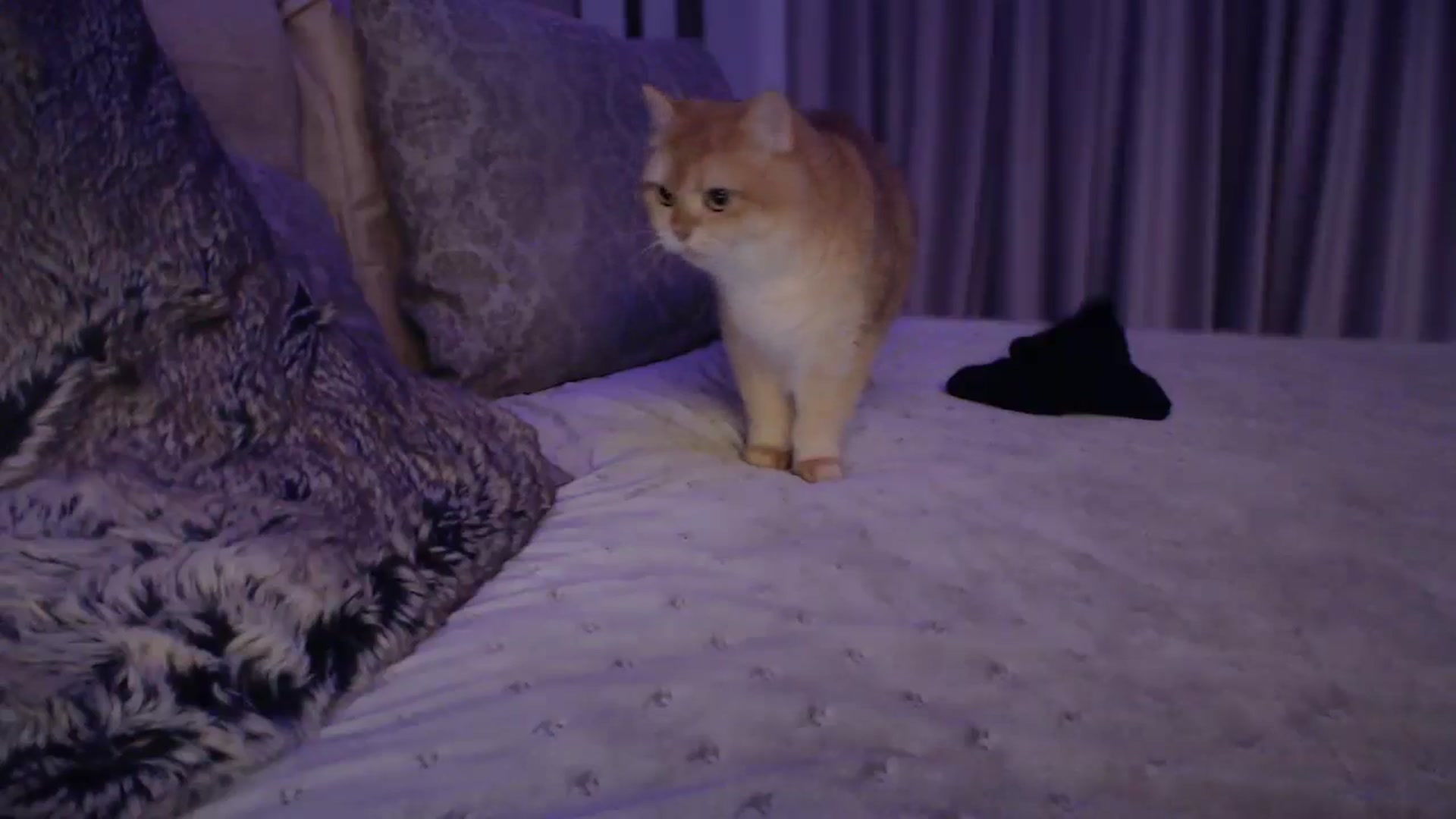 Gallery image thumbnail from UGLYGIRL_'s myfreecams stream on, 10/20/2024, 03:26 image 3 of 20