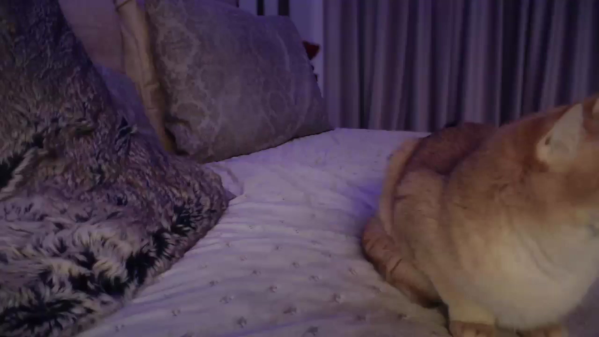 Gallery image thumbnail from UGLYGIRL_'s myfreecams stream on, 10/20/2024, 03:26 image 5 of 20