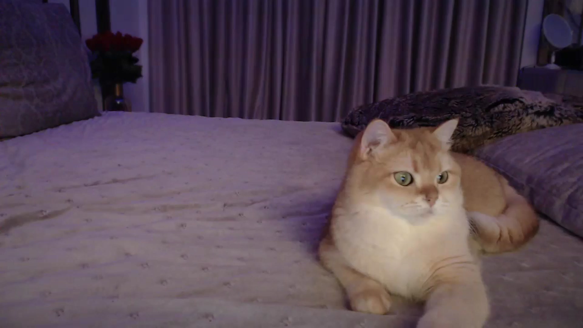 Gallery image thumbnail from UGLYGIRL_'s myfreecams stream on, 10/21/2024, 02:00 image 1 of 20