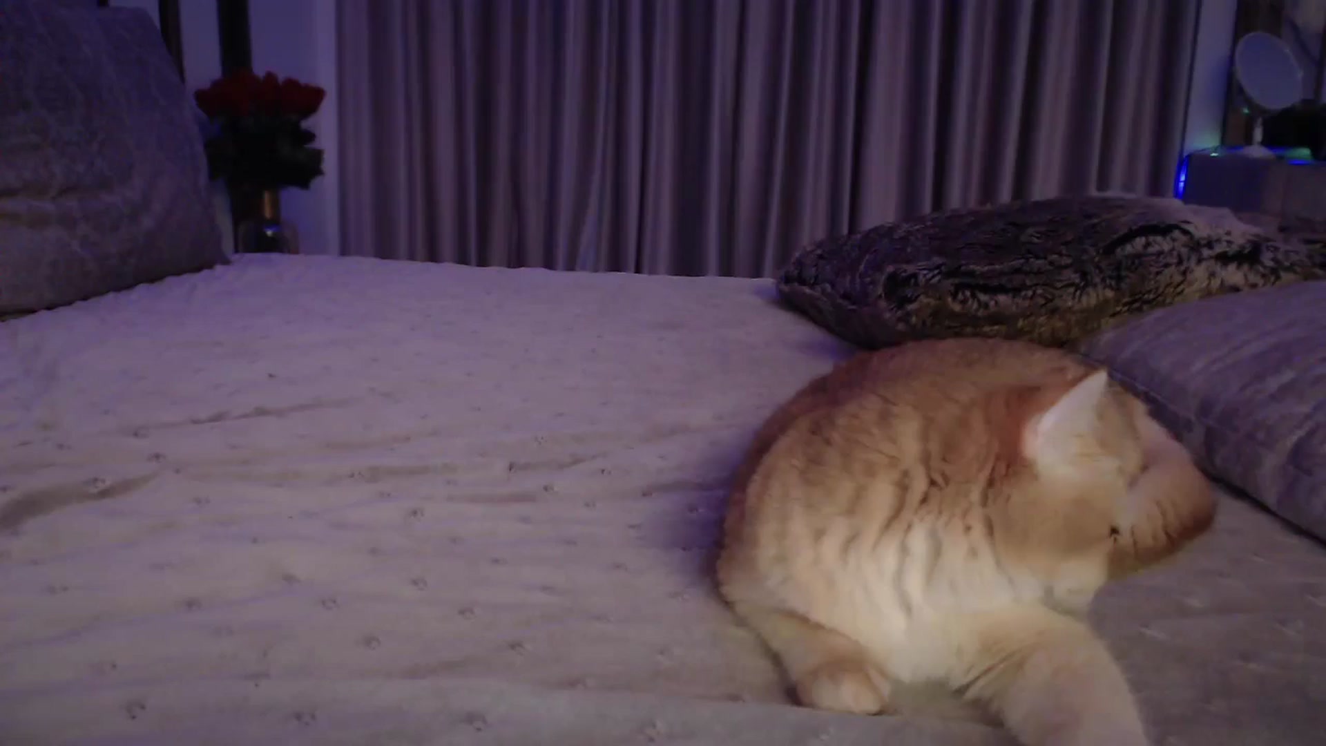 Gallery image thumbnail from UGLYGIRL_'s myfreecams stream on, 10/21/2024, 02:00 image 2 of 20