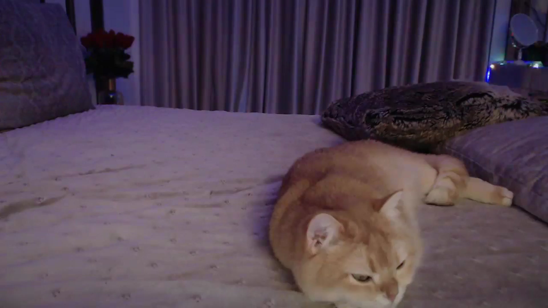 Gallery image thumbnail from UGLYGIRL_'s myfreecams stream on, 10/21/2024, 02:00 image 3 of 20