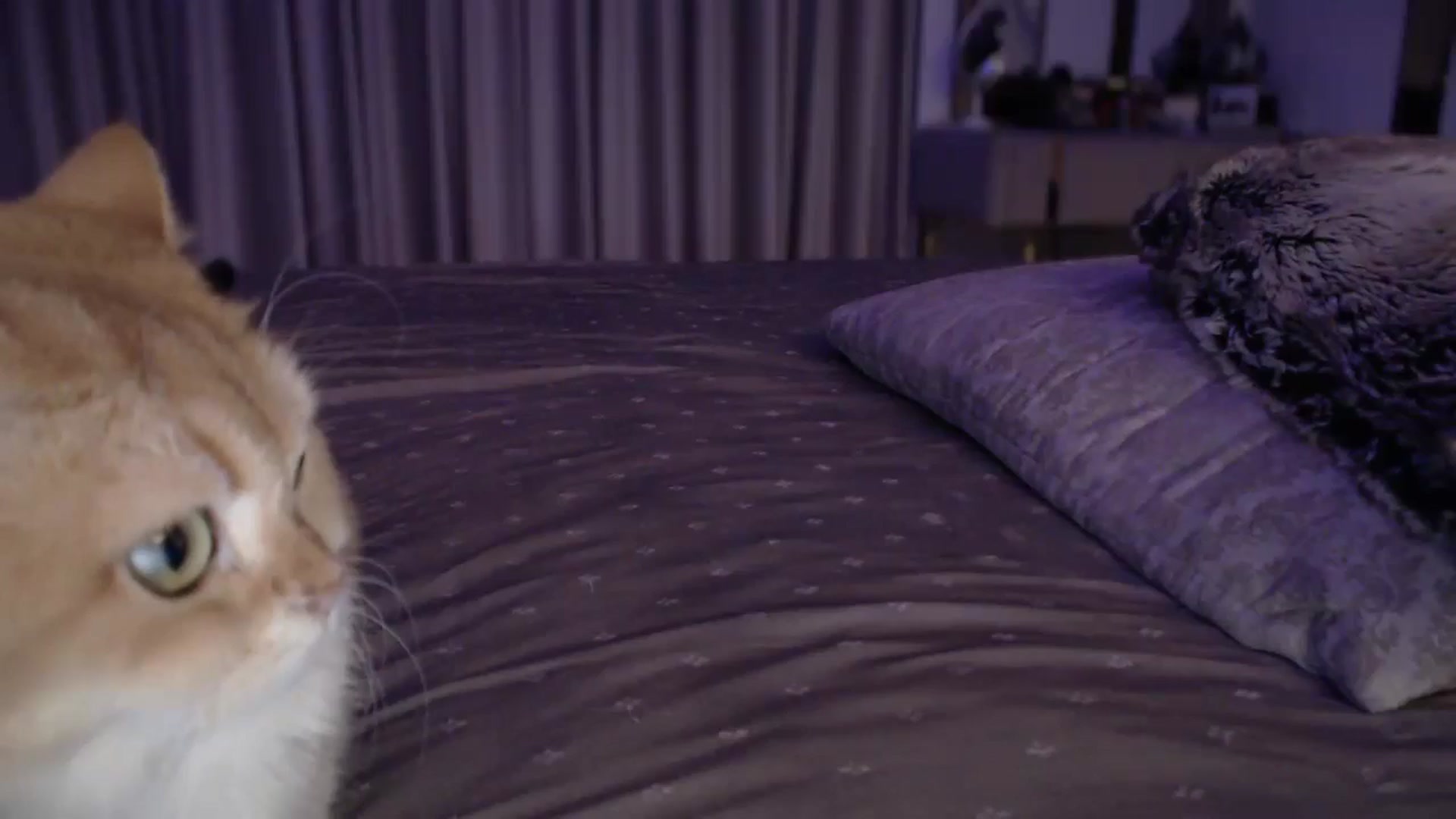 Gallery image thumbnail from UGLYGIRL_'s myfreecams stream on, 10/29/2024, 22:50 image 11 of 20