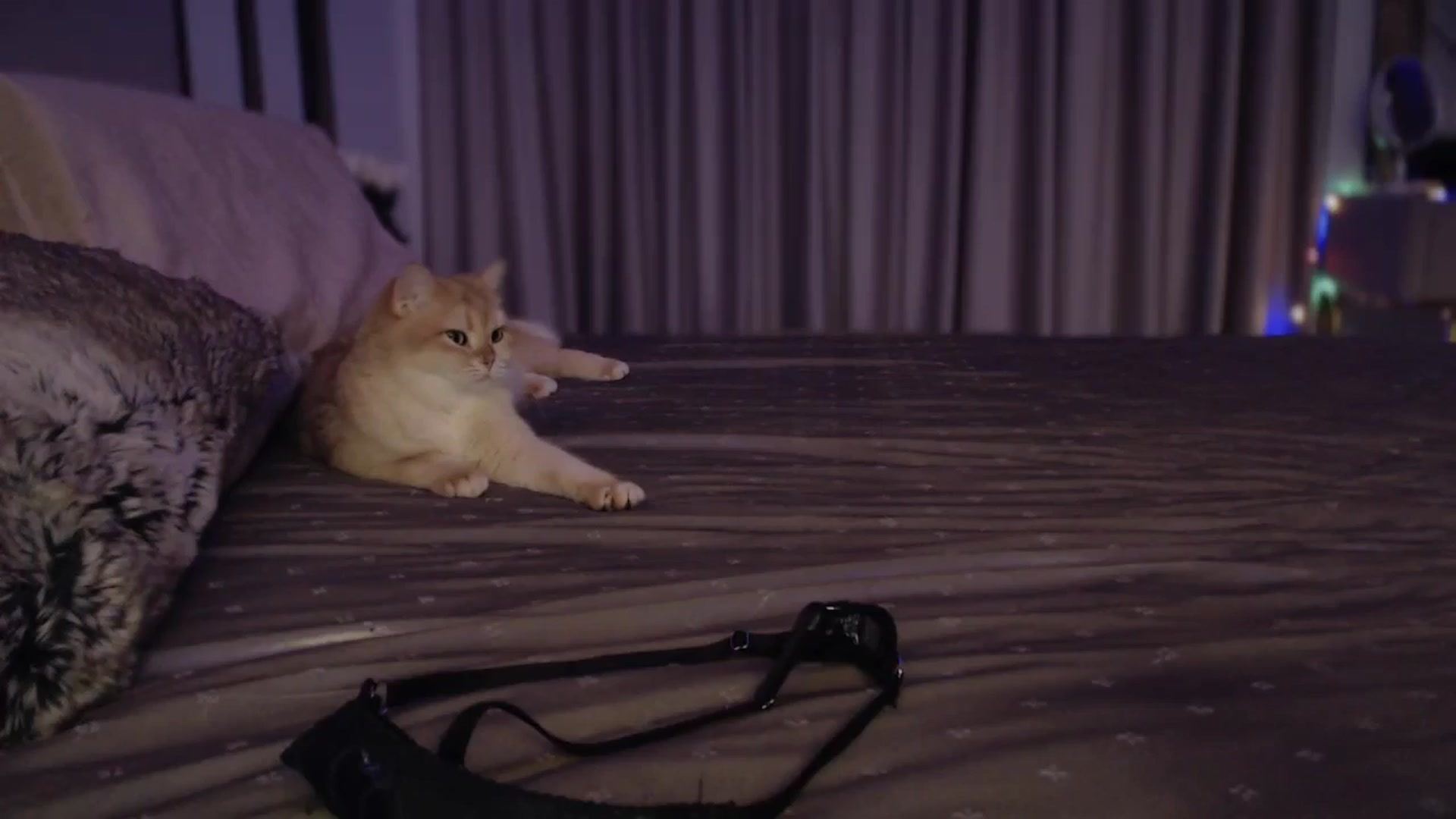 Gallery image thumbnail from UGLYGIRL_'s myfreecams stream on, 11/05/2024, 24:28 image 3 of 20