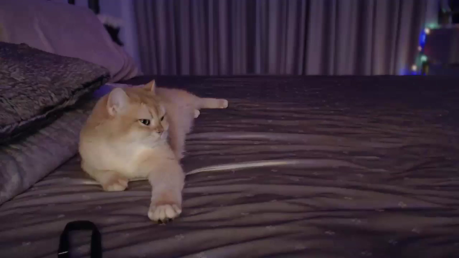 Gallery image thumbnail from UGLYGIRL_'s myfreecams stream on, 11/05/2024, 04:41 image 8 of 20