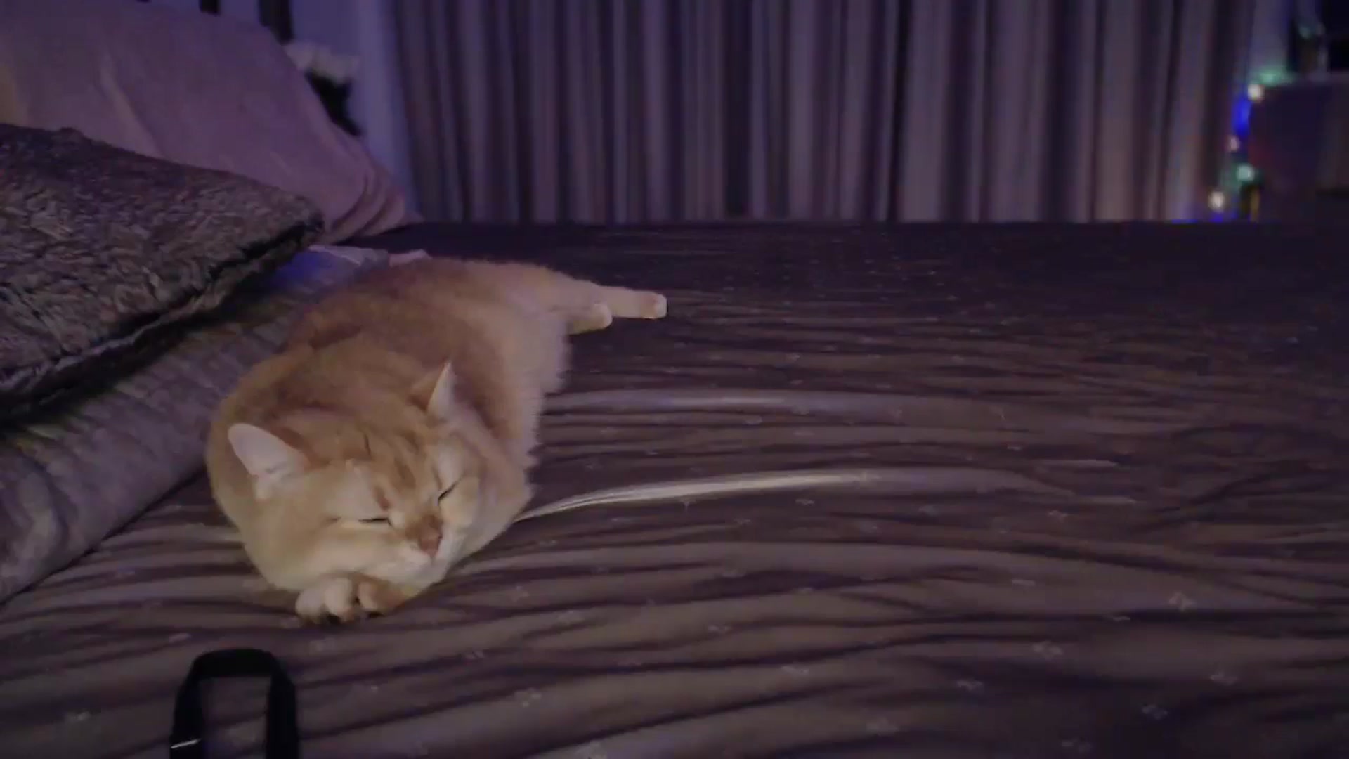 Gallery image thumbnail from UGLYGIRL_'s myfreecams stream on, 11/05/2024, 04:41 image 9 of 20