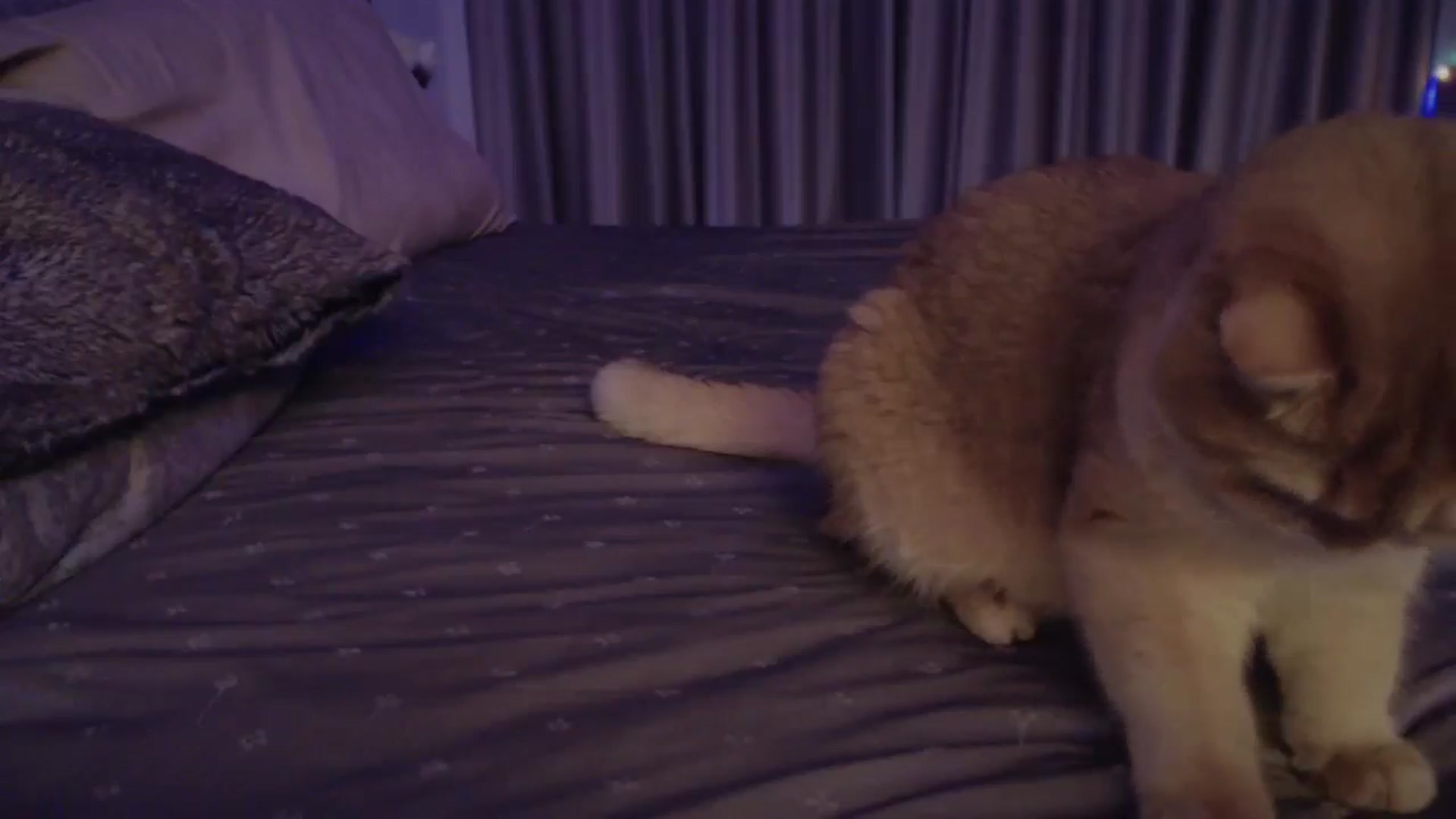 Gallery image thumbnail from UGLYGIRL_'s myfreecams stream on, 11/12/2024, 24:07 image 18 of 20