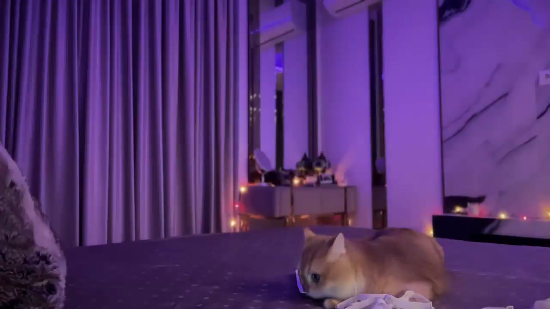 Gallery image thumbnail from UGLYGIRL_'s myfreecams stream on, 11/20/2024, 20:43 image 5 of 20