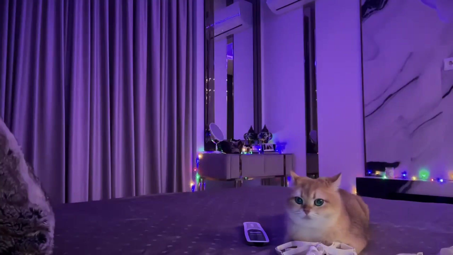 Gallery image thumbnail from UGLYGIRL_'s myfreecams stream on, 11/20/2024, 20:43 image 4 of 20