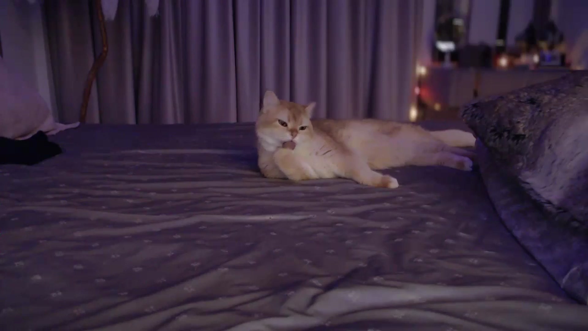 Gallery image thumbnail from UGLYGIRL_'s myfreecams stream on, 11/25/2024, 02:23 image 19 of 20