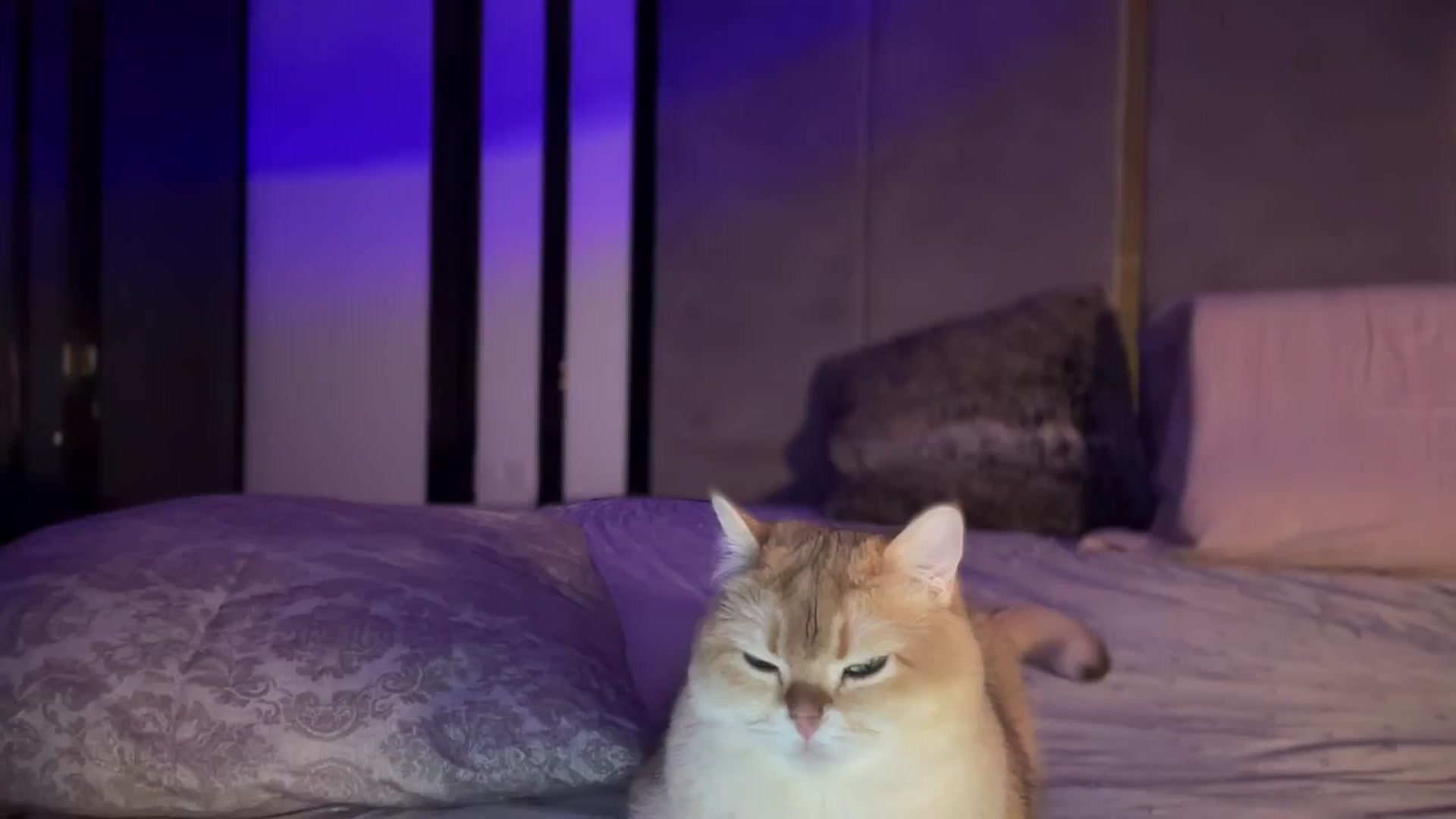 Gallery image thumbnail from UGLYGIRL_'s myfreecams stream on, 12/03/2024, 19:44 image 10 of 20