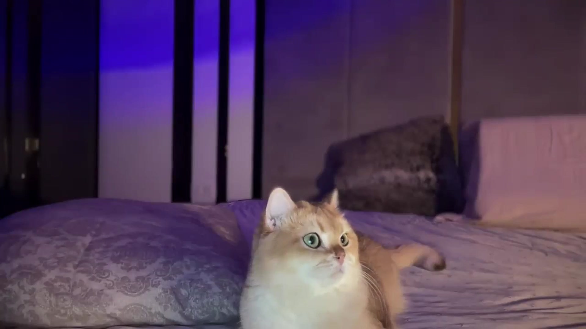 Gallery image thumbnail from UGLYGIRL_'s myfreecams stream on, 12/03/2024, 19:44 image 11 of 20