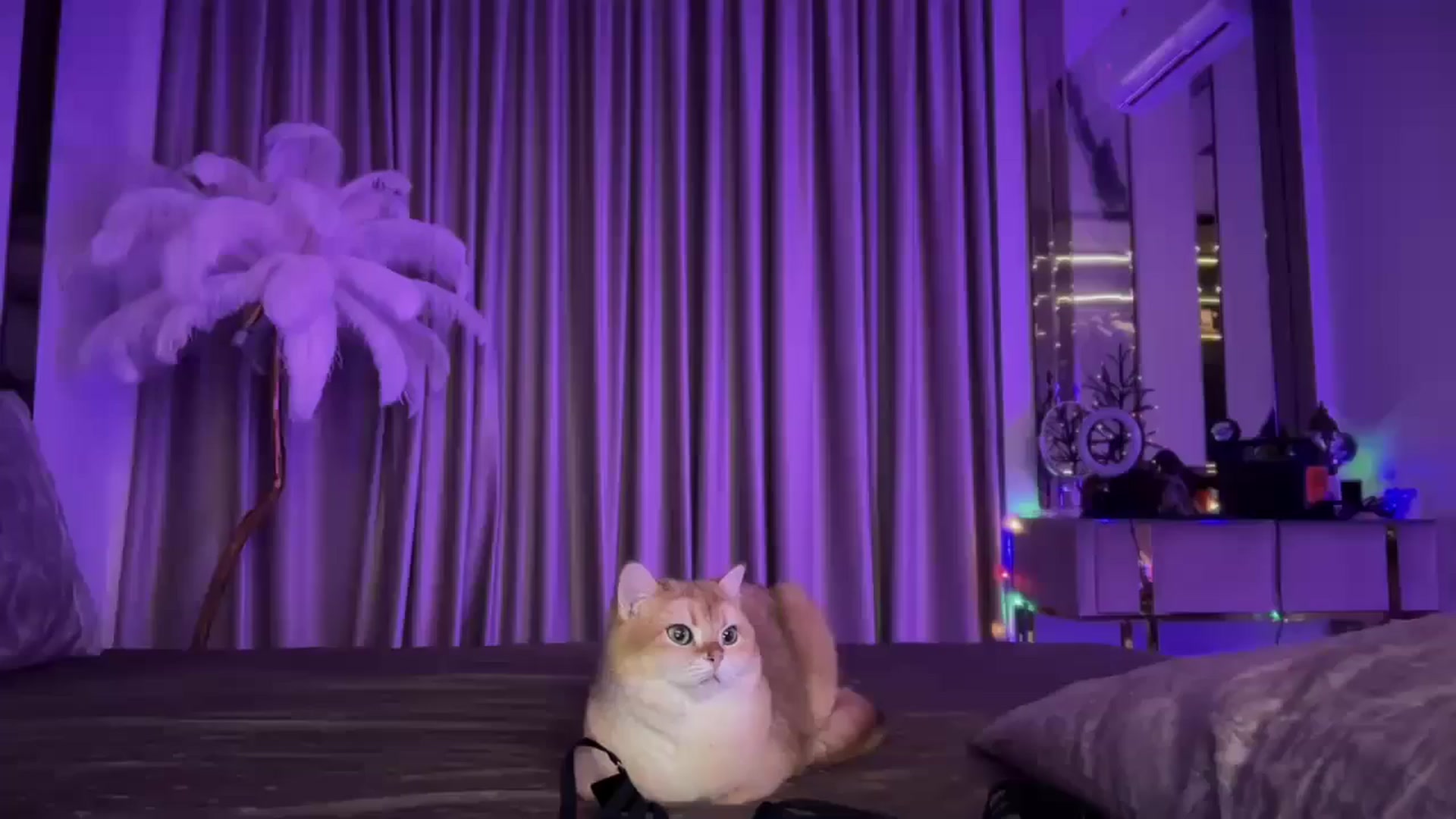 Gallery image thumbnail from UGLYGIRL_'s myfreecams stream on, 12/19/2024, 21:44 image 10 of 20