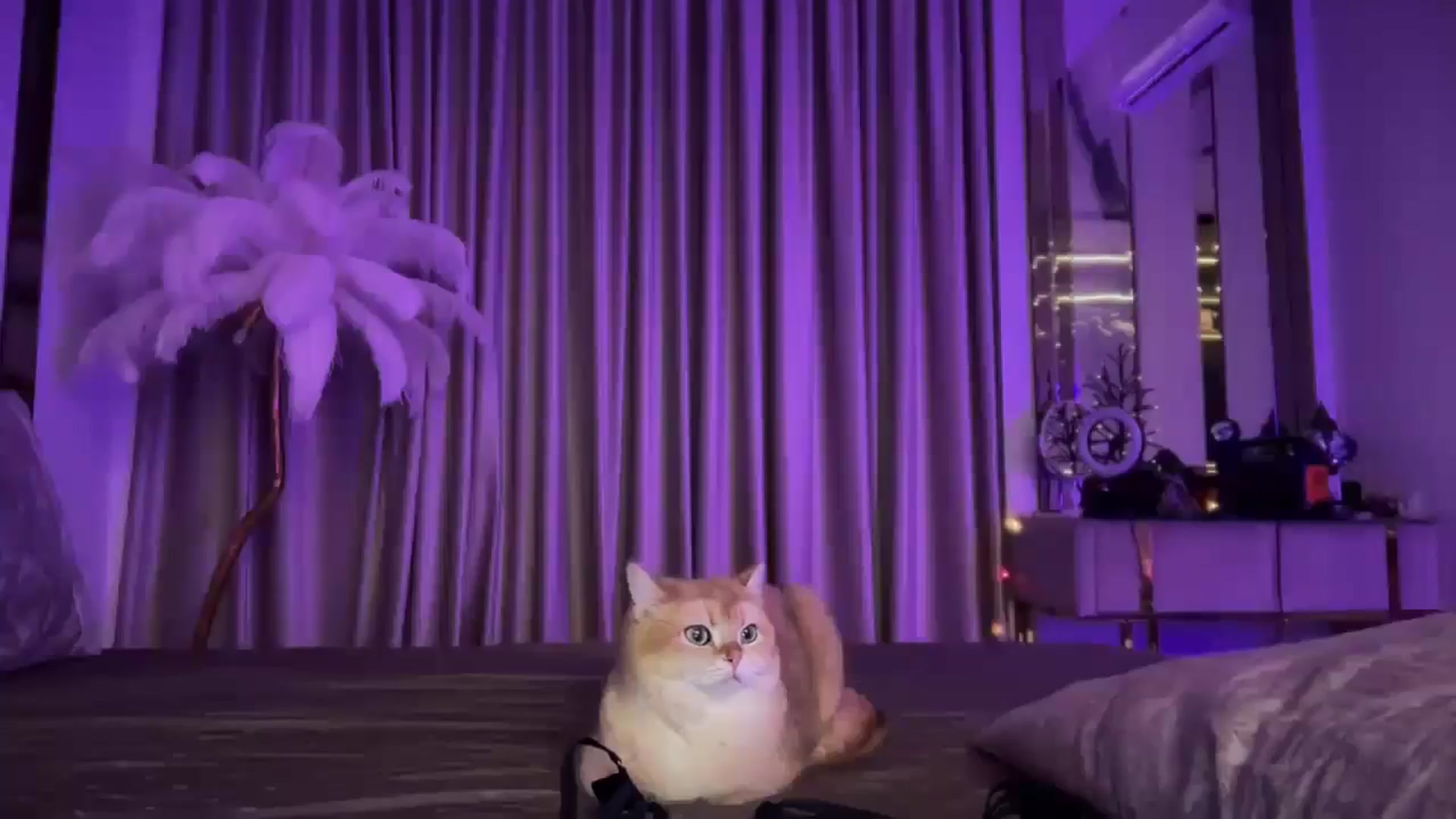 Gallery image thumbnail from UGLYGIRL_'s myfreecams stream on, 12/19/2024, 21:44 image 9 of 20