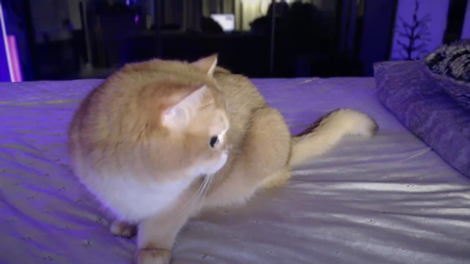 Gallery image thumbnail from UGLYGIRL_'s myfreecams stream on, 01/04/2025, 06:42 image 6 of 20