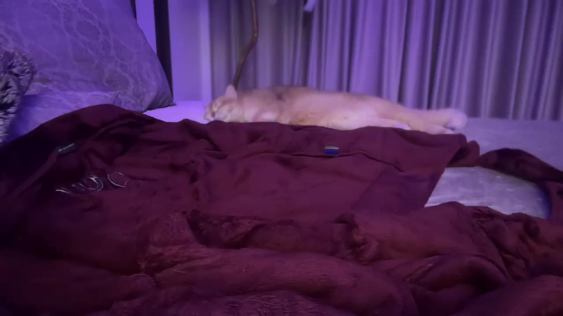 Gallery image thumbnail from UGLYGIRL_'s myfreecams stream on, 01/10/2025, 07:18 image 5 of 20