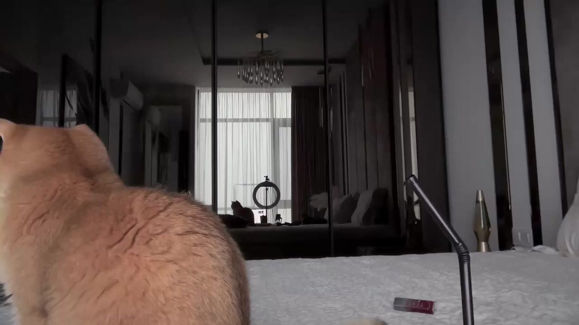 Gallery image thumbnail from UGLYGIRL_'s myfreecams stream on, 11/21/2025, 07:40 image 1 of 20