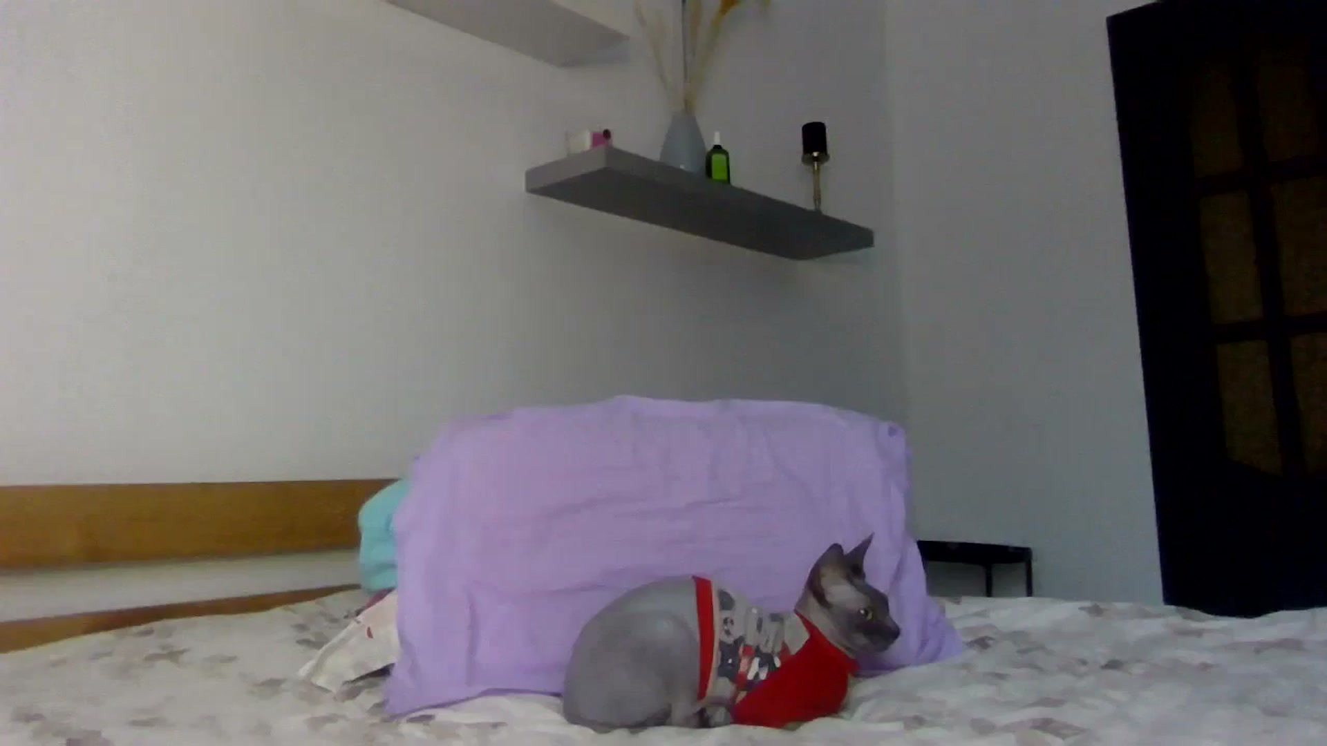 Gallery image thumbnail from Ur_kittycat's myfreecams stream on, 12/18/2024, 14:22 image 13 of 20