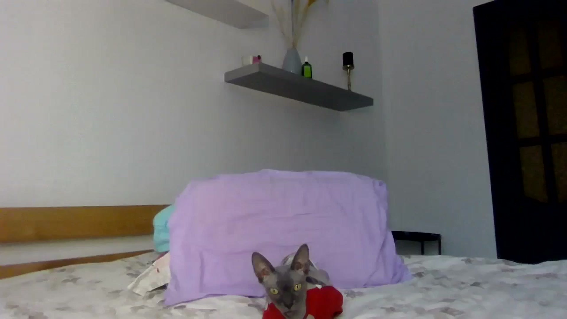 Gallery image thumbnail from Ur_kittycat's myfreecams stream on, 12/18/2024, 14:22 image 11 of 20