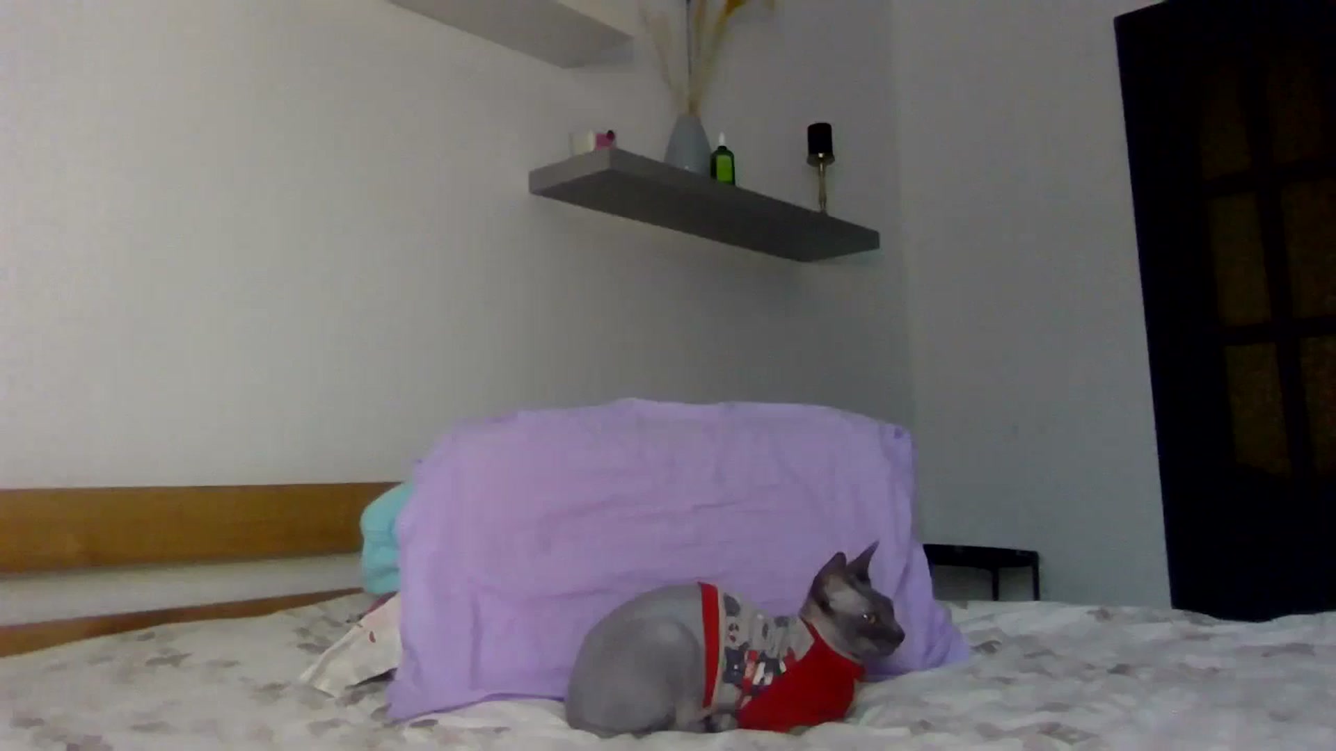 Gallery image thumbnail from Ur_kittycat's myfreecams stream on, 12/18/2024, 14:22 image 14 of 20