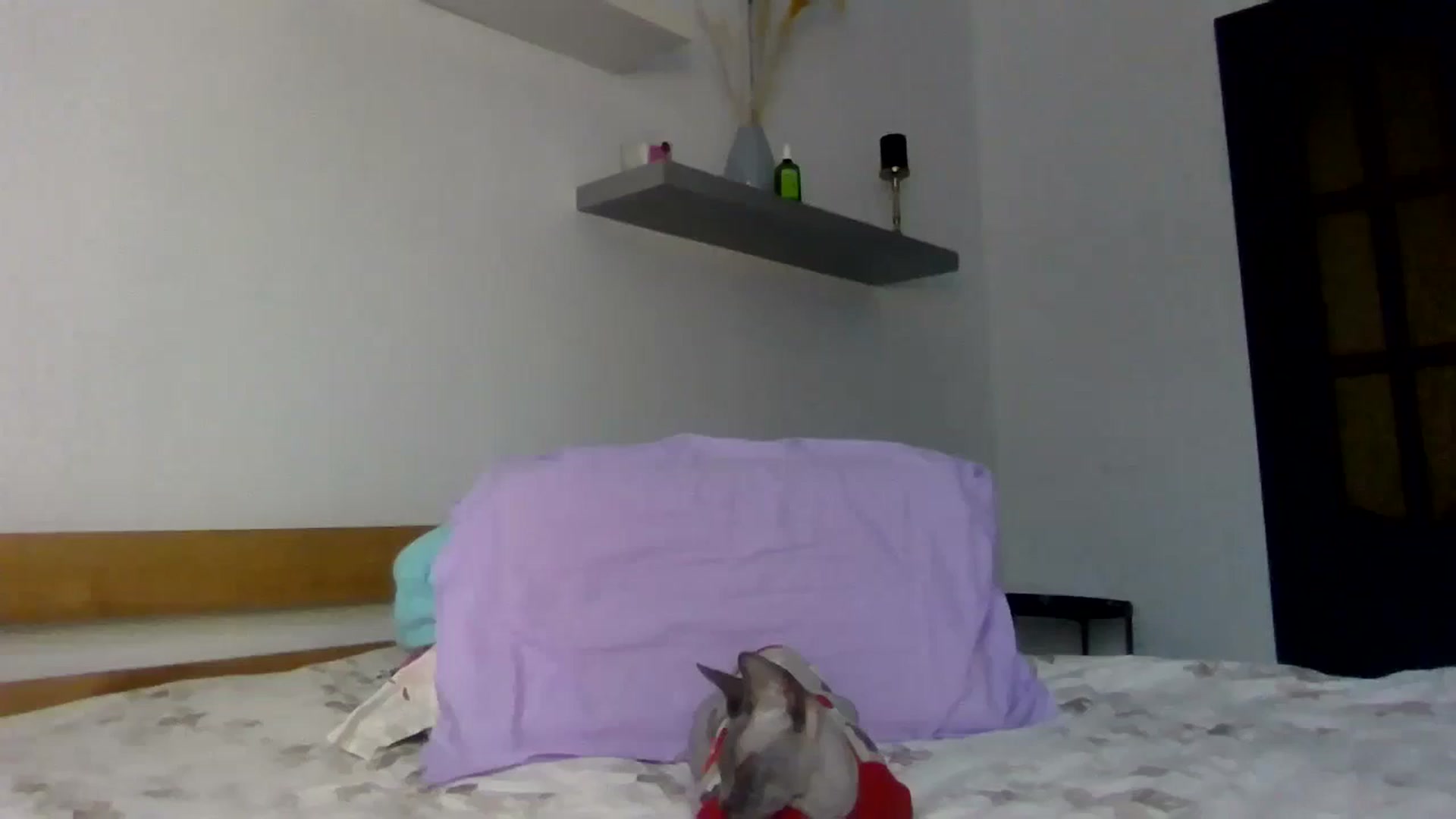 Gallery image thumbnail from Ur_kittycat's myfreecams stream on, 12/18/2024, 14:22 image 12 of 20