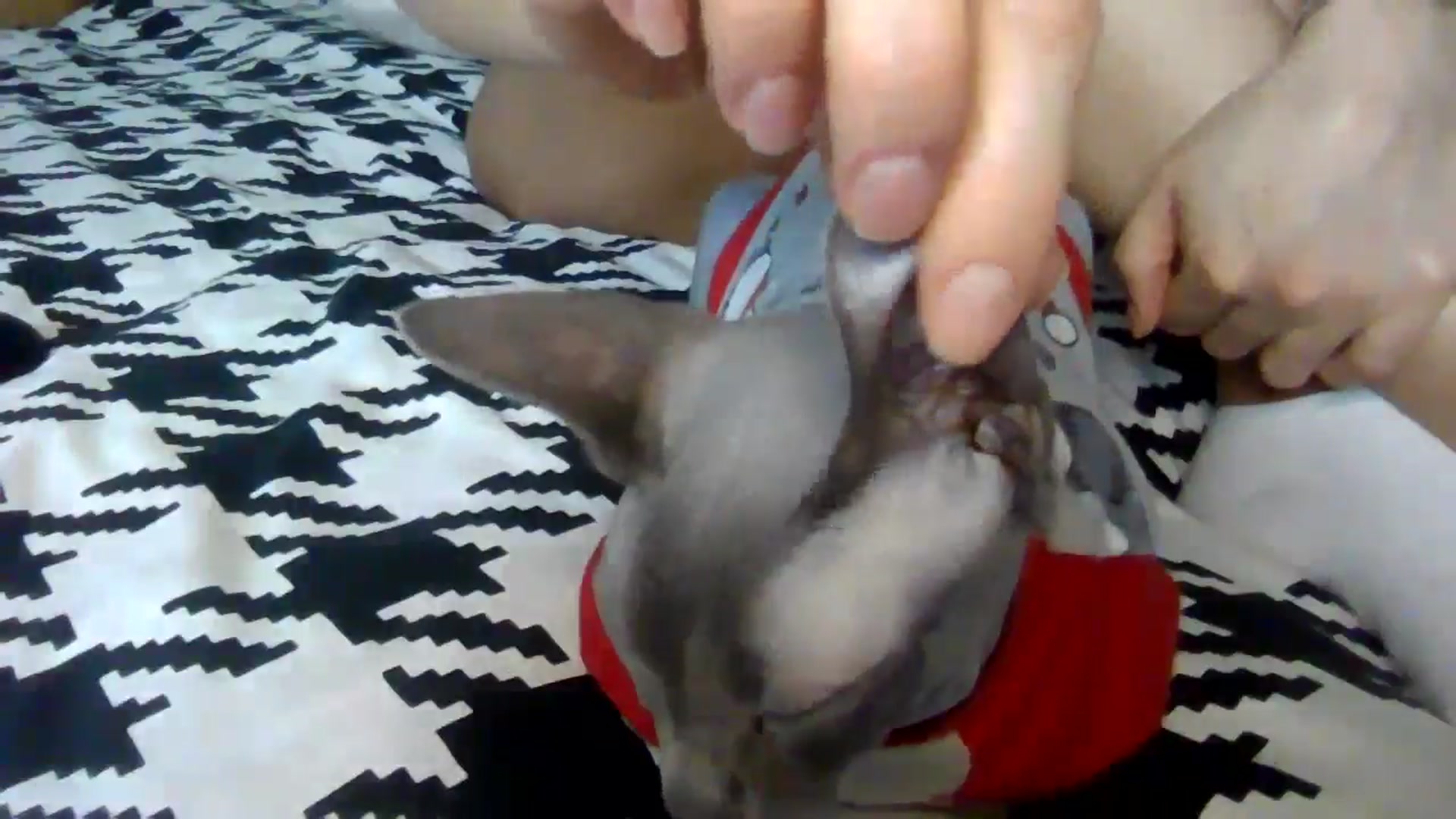 Gallery image thumbnail from Ur_kittycat's myfreecams stream on, 01/18/2025, 14:29 image 15 of 20