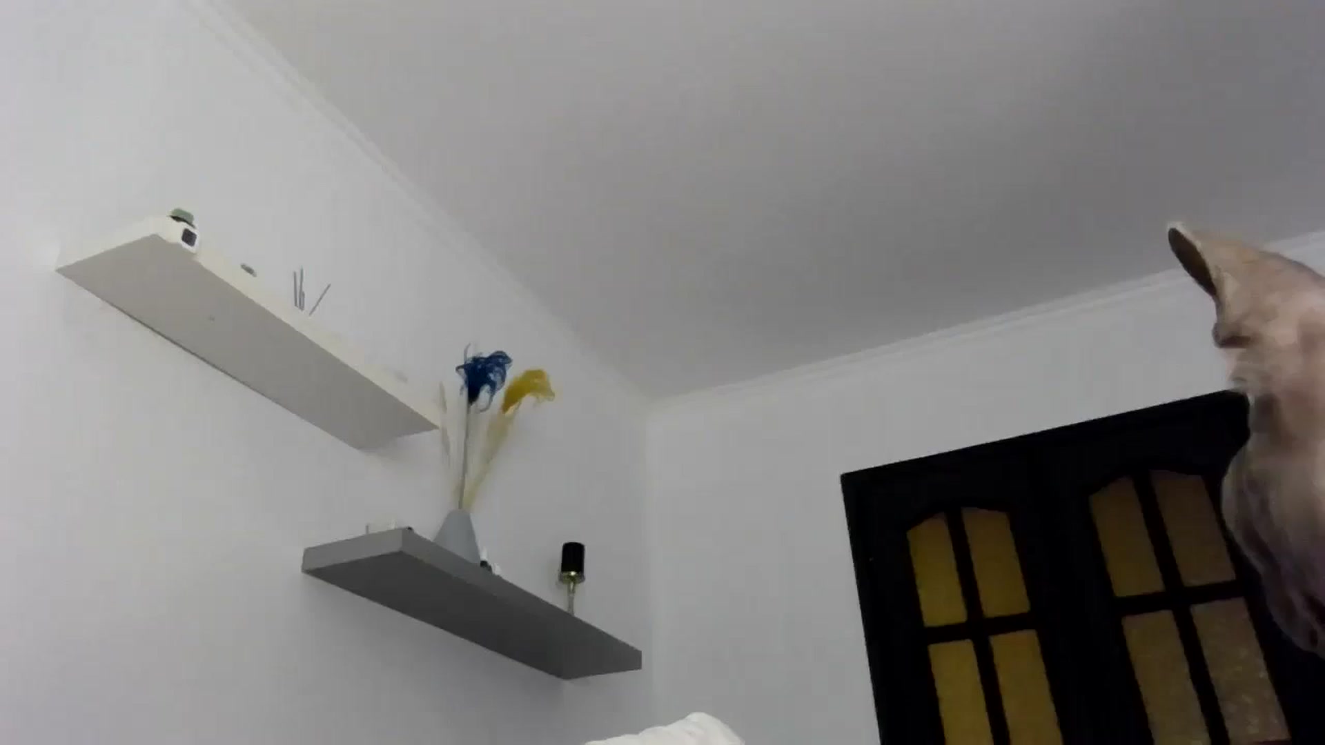 Gallery image thumbnail from Ur_kittycat's myfreecams stream on, 06/13/2025, 15:00 image 2 of 20