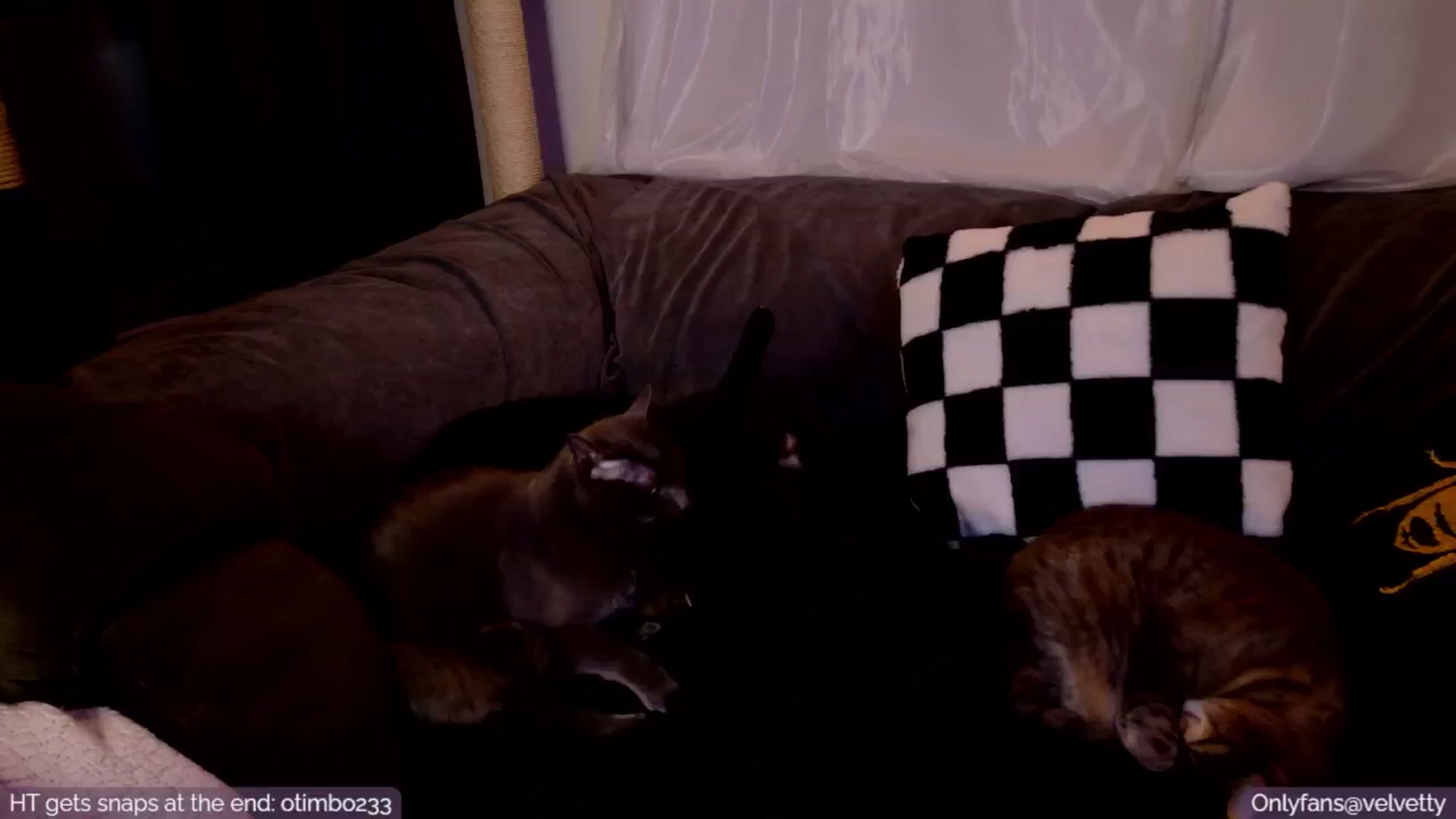 Gallery image thumbnail from Velvetty's myfreecams stream on, 01/22/2025, 06:07 image 7 of 20