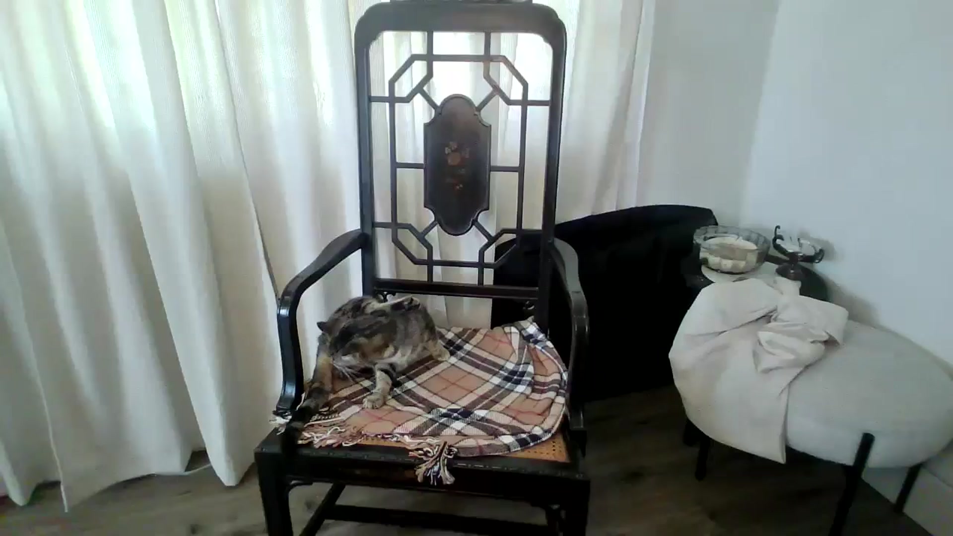 Gallery image thumbnail from Veravex's myfreecams stream on, 06/11/2025, 19:30 image 1 of 20