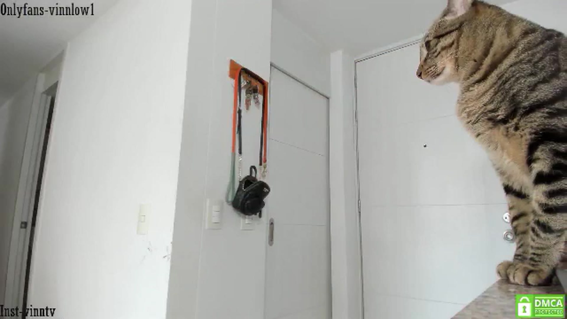 Gallery image thumbnail from Vinnlow's myfreecams stream on, 07/05/2024, 17:09 image 18 of 20